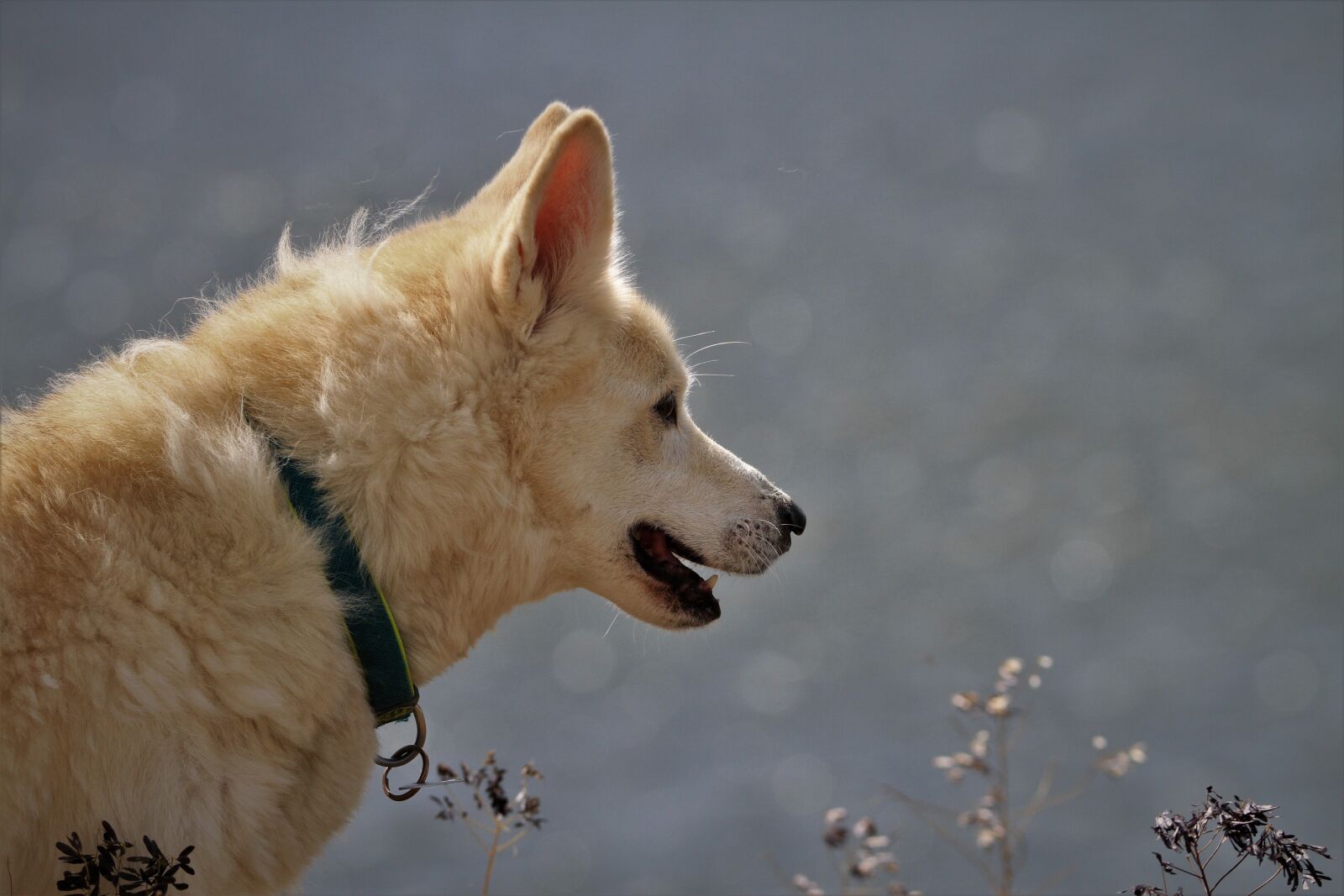 Canon EOS 7D sample photo. Husky, sch fer dog photography