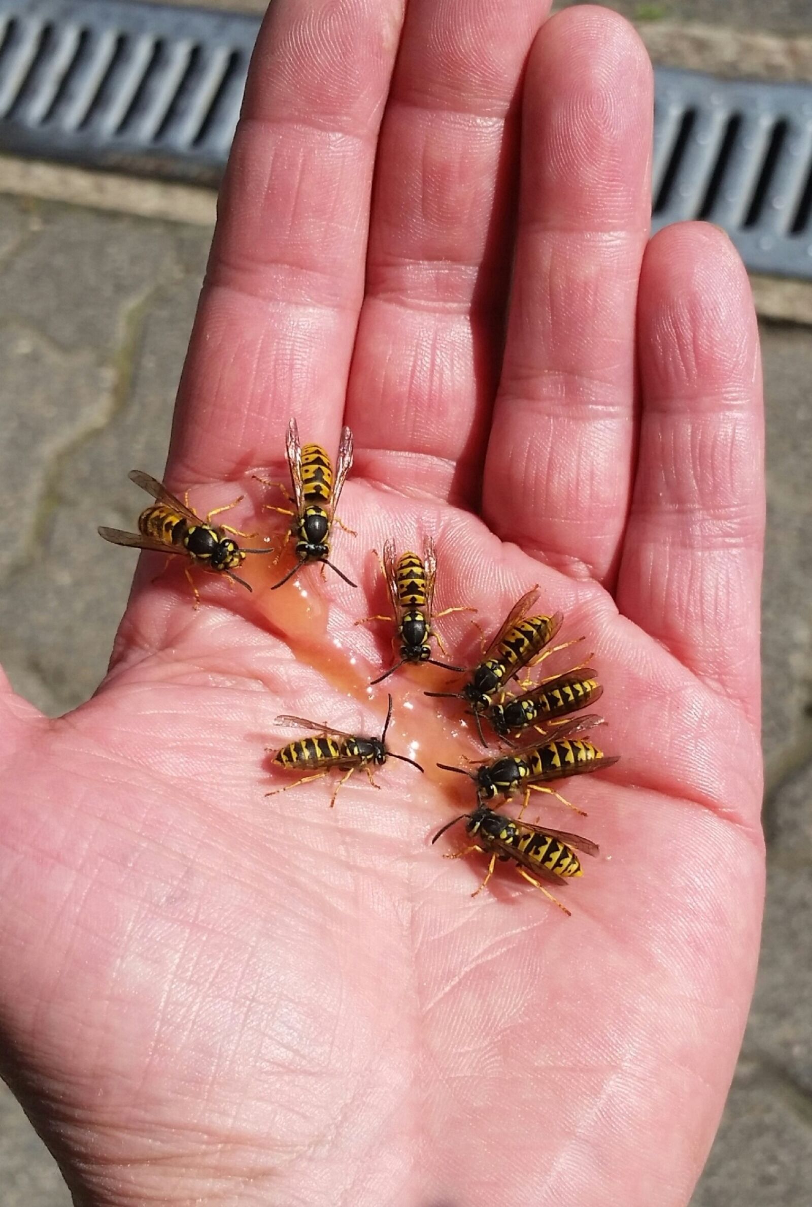 Samsung Galaxy S5 sample photo. Wasps, hand, insect photography