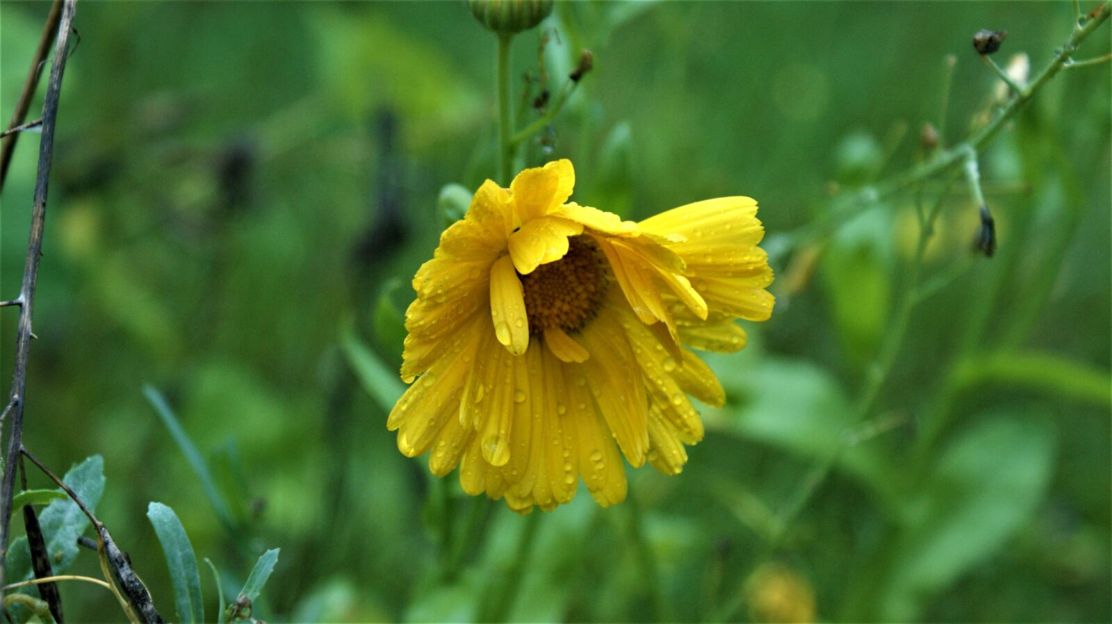 Sony Alpha DSLR-A350 sample photo. Rain, autumn, flower photography