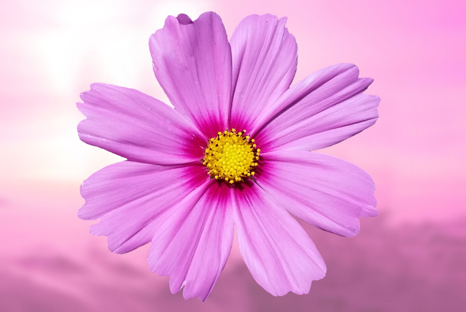 Nikon D200 sample photo. Flower, purple, violet photography