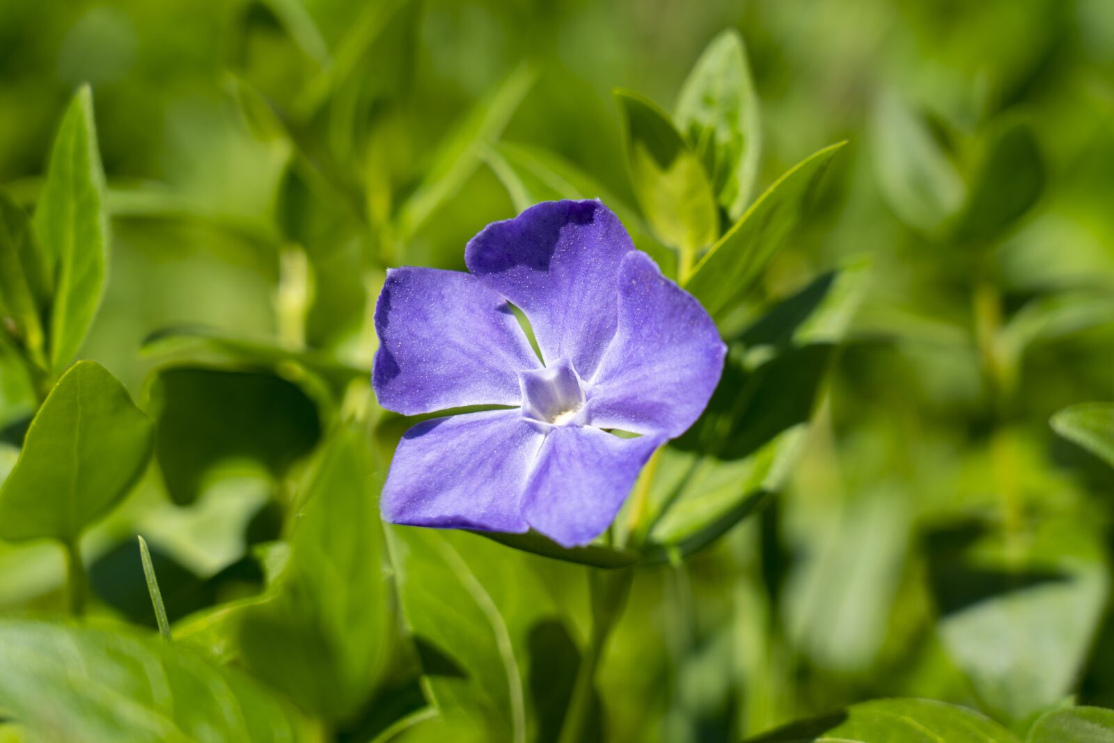Sony FE 24-105mm F4 G OSS sample photo. Vinca, vinca minor, zemozele photography