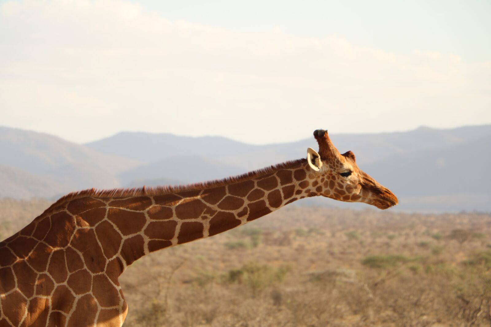 Canon EOS 760D (EOS Rebel T6s / EOS 8000D) sample photo. Giraffe, safari, animal photography