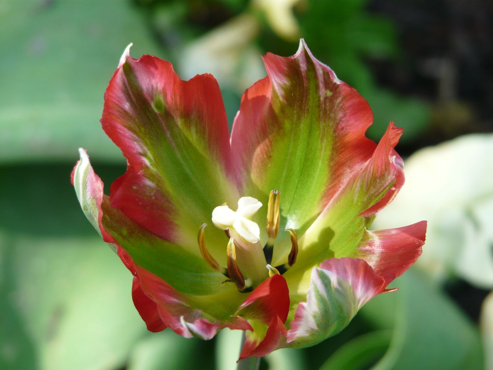 Panasonic DMC-FZ18 sample photo. Spring, early bloomer, tulip photography