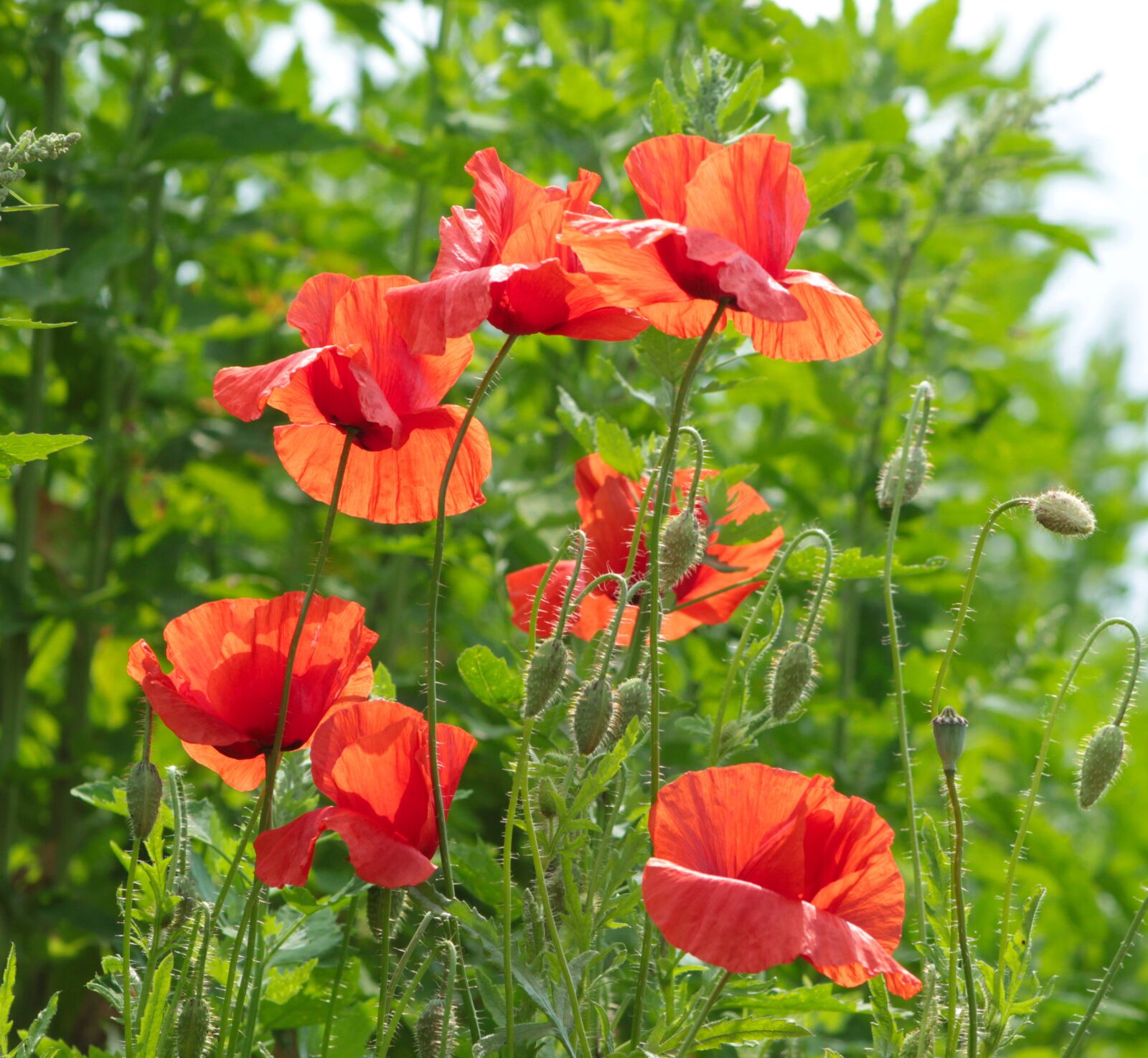 Canon EOS 4000D (EOS Rebel T100 / EOS 3000D) sample photo. Nature, plants, poppies photography