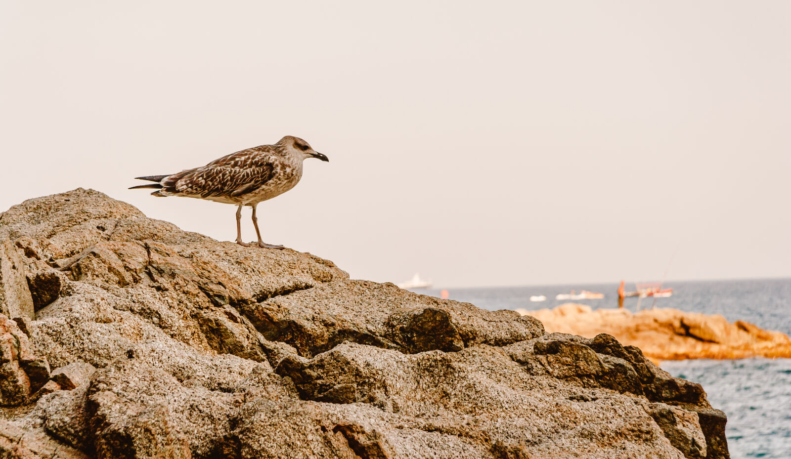 Canon EF-S 17-85mm F4-5.6 IS USM sample photo. Bird, rock photography