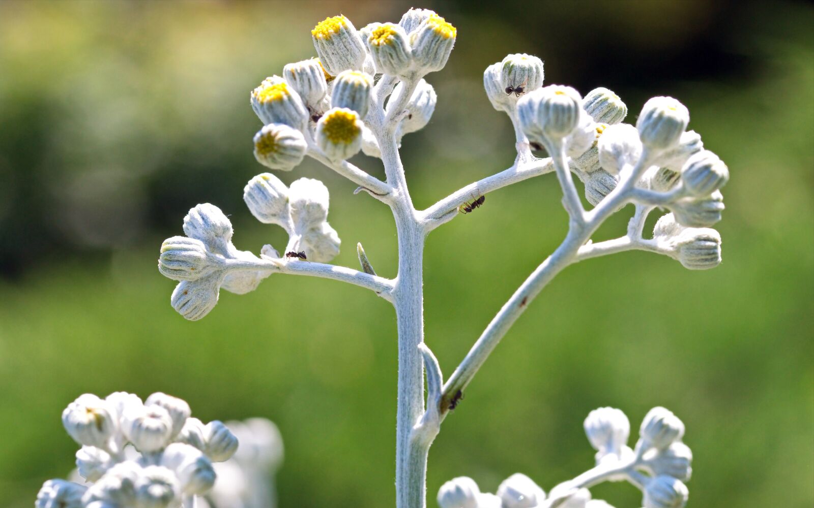 Nikon D5300 sample photo. Plant, decorative, white photography