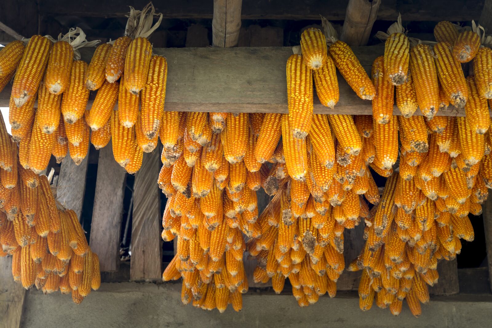 Sony FE 24-70mm F2.8 GM sample photo. Corn, vietnam, natural photography