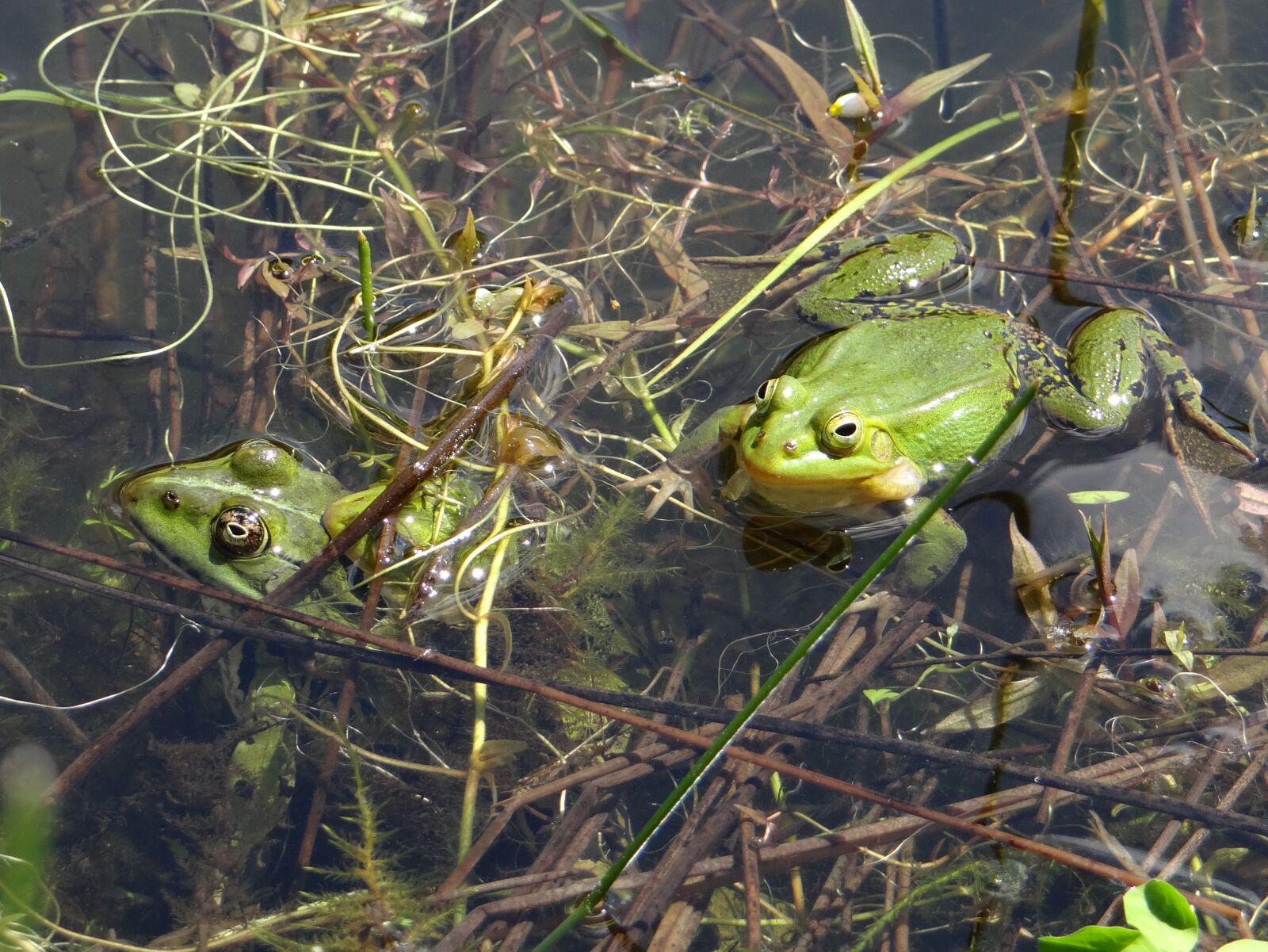 Sony DSC-HX200V sample photo. The frog, pond, green photography