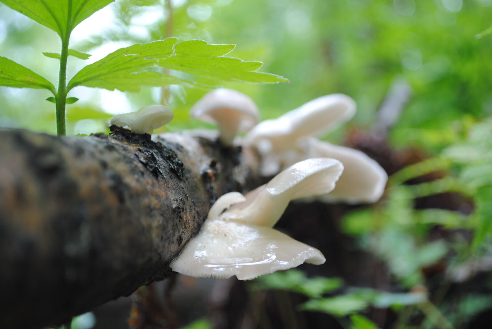 Nikon D3000 sample photo. Foliage, forest, forests photography