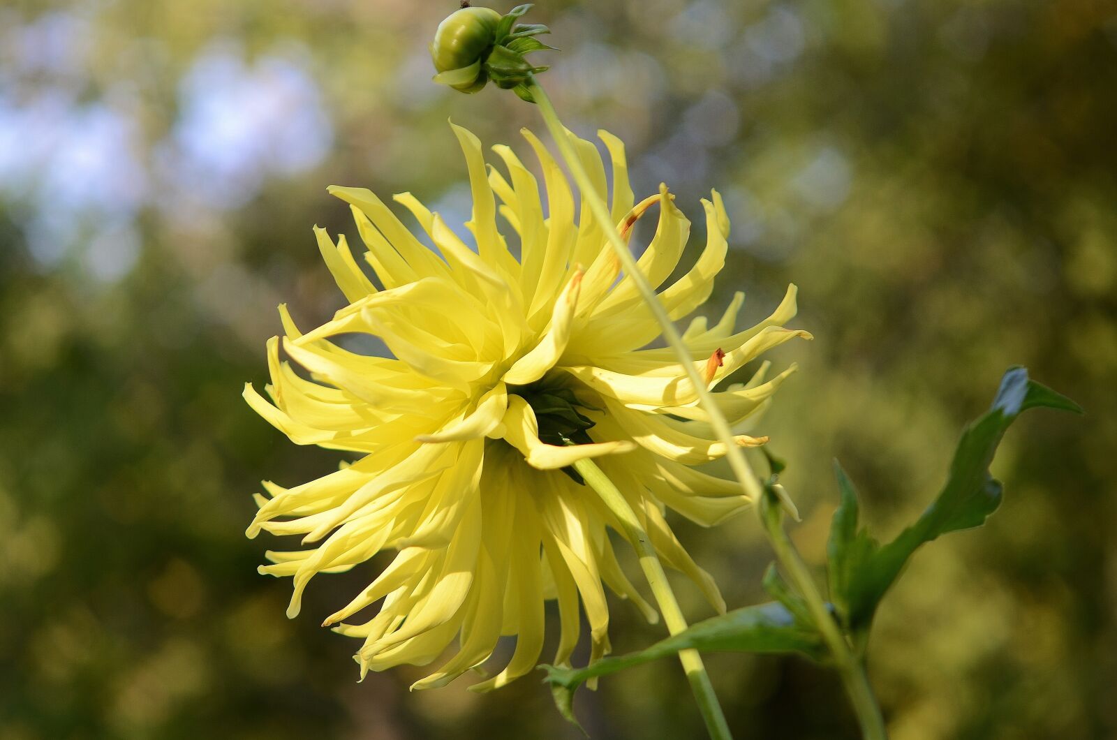 Nikon D7000 sample photo. Flower, natur, spring photography