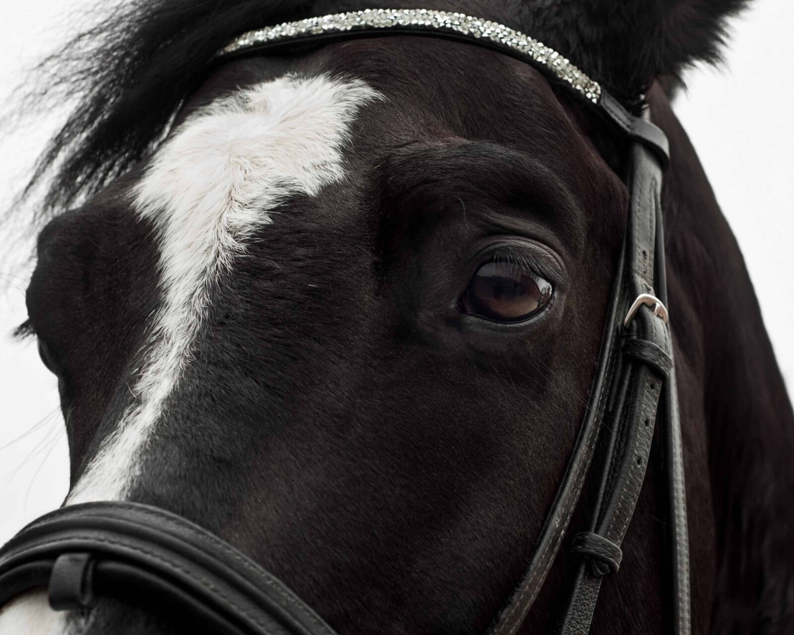 Nikon D300 sample photo. Monochrome, eye, head, black photography