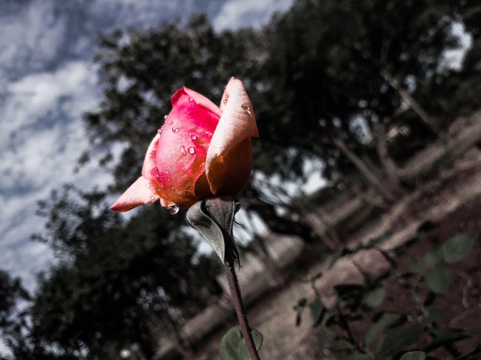Samsung Galaxy J6 sample photo. Rose, water, landscape photography