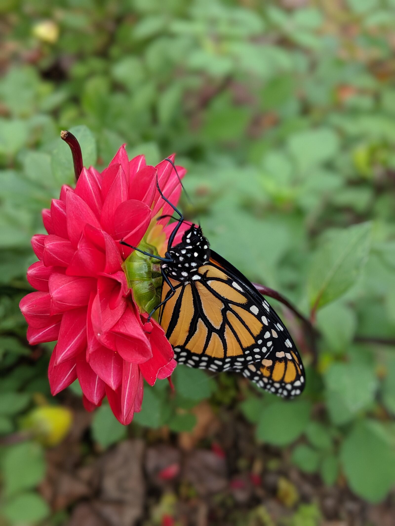 Google Pixel 2 sample photo. Monarch butterfly, butterfly, dahlia photography