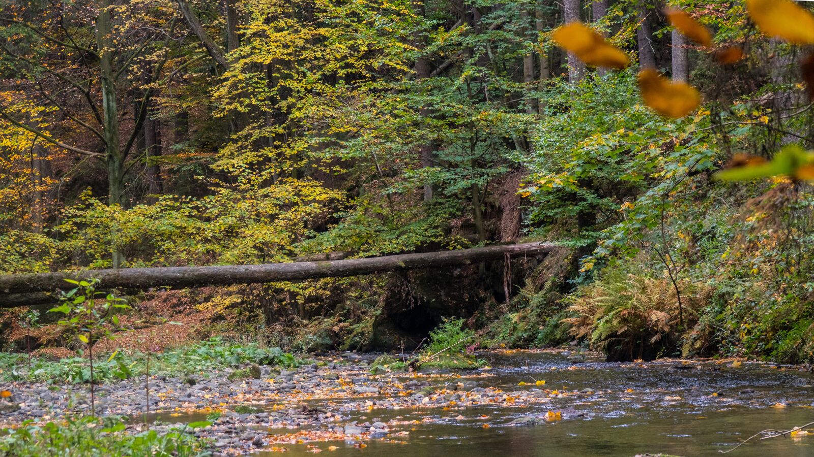 Sony Cyber-shot DSC-RX10 IV sample photo. Forest, autumn, saxon switzerland photography