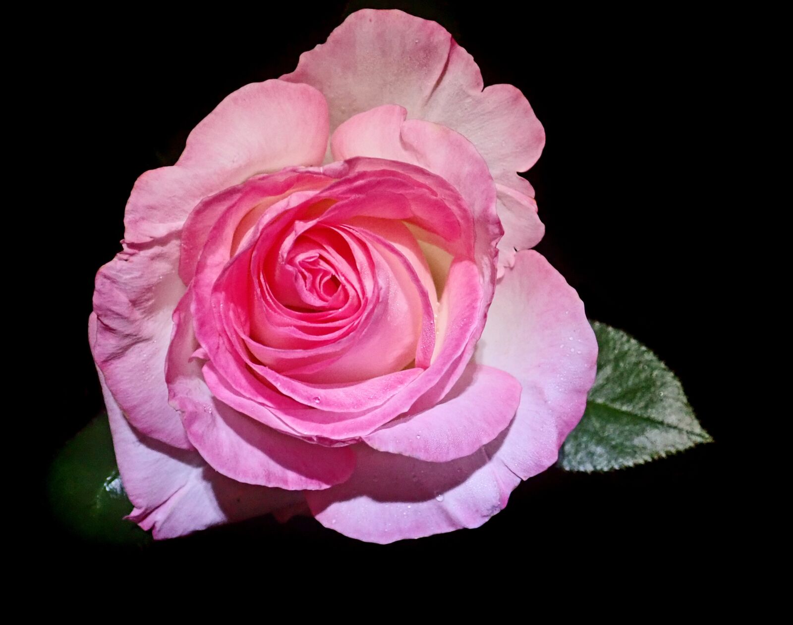 Olympus TG-5 sample photo. Flower, pink, rose photography