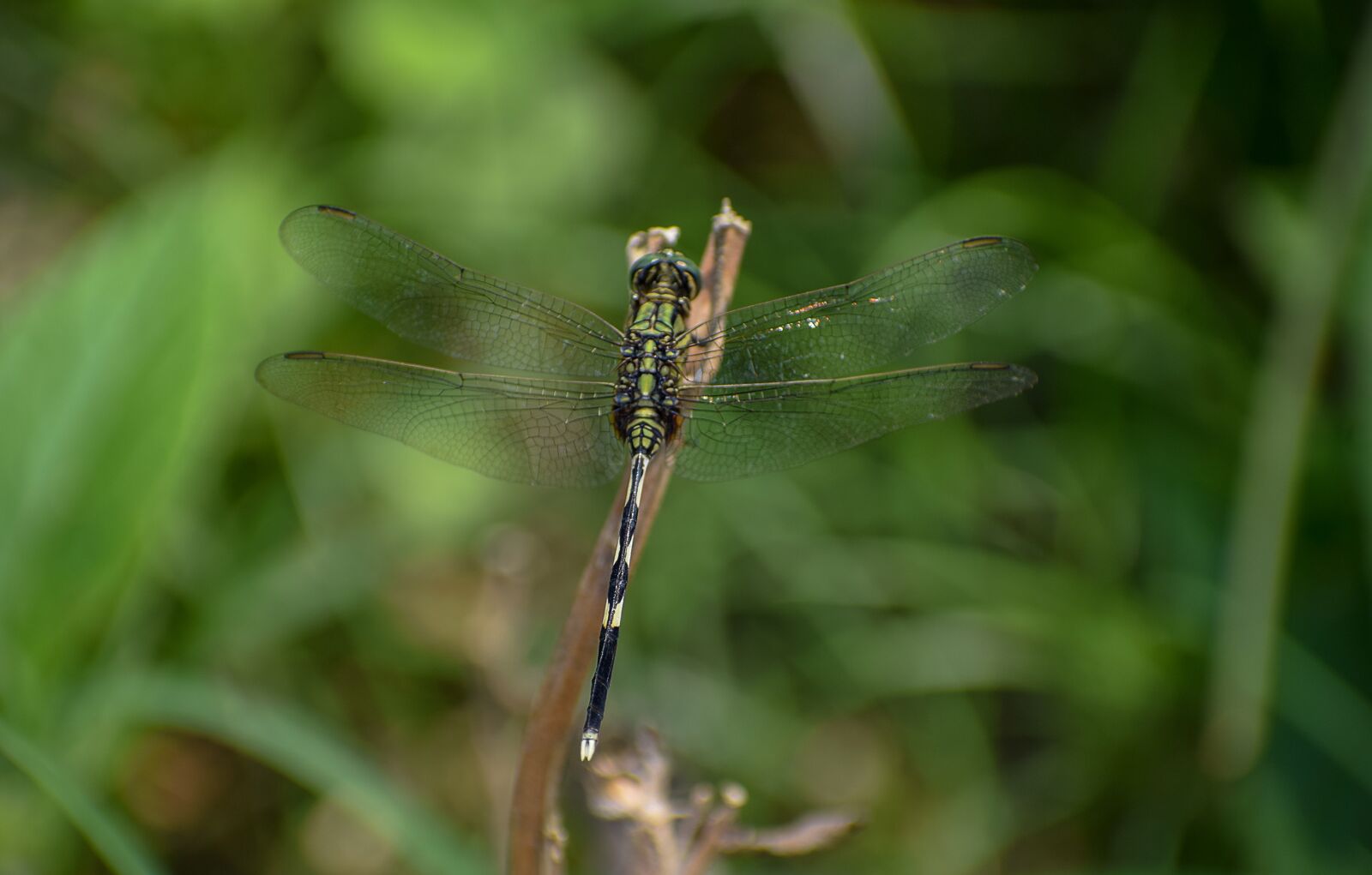 Nikon D5300 sample photo. Wild, garden, bug photography