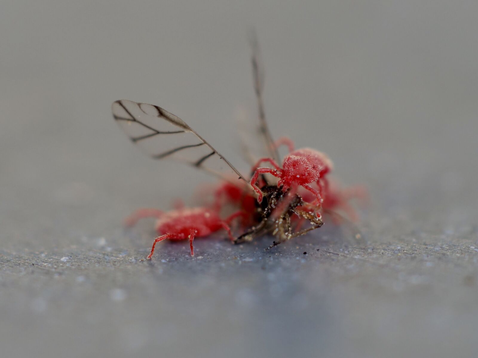 Panasonic Lumix DC-G9 sample photo. Macro, spider, insect photography