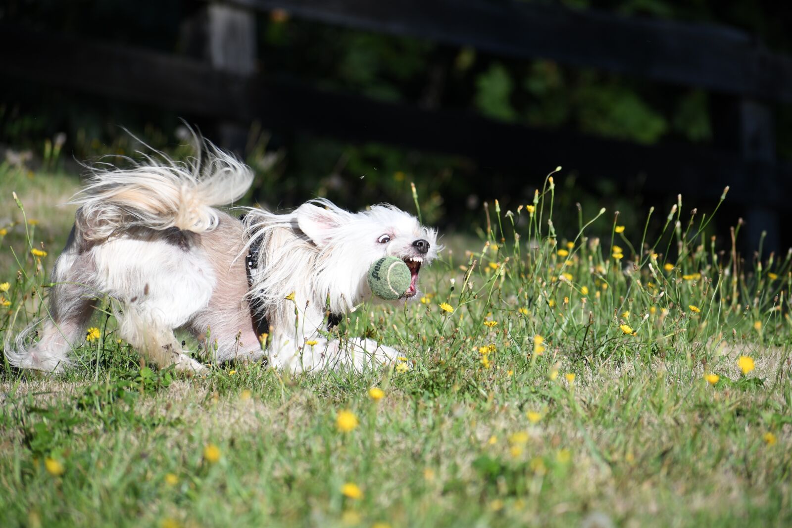 Nikon D500 sample photo. Chinese crested, pet, dog photography