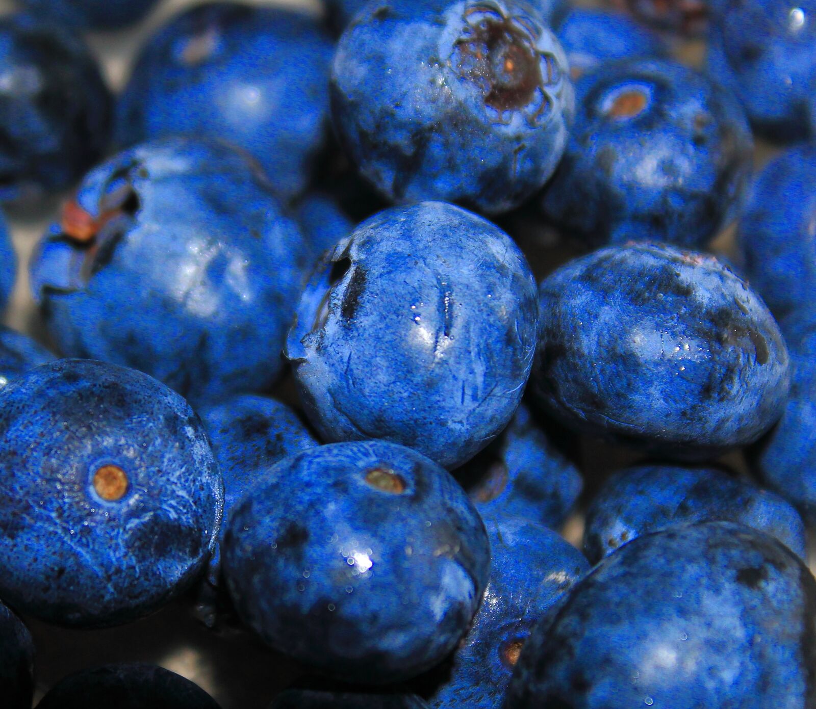 Canon EOS 1300D (EOS Rebel T6 / EOS Kiss X80) sample photo. Blueberries, fruit, blueberry photography