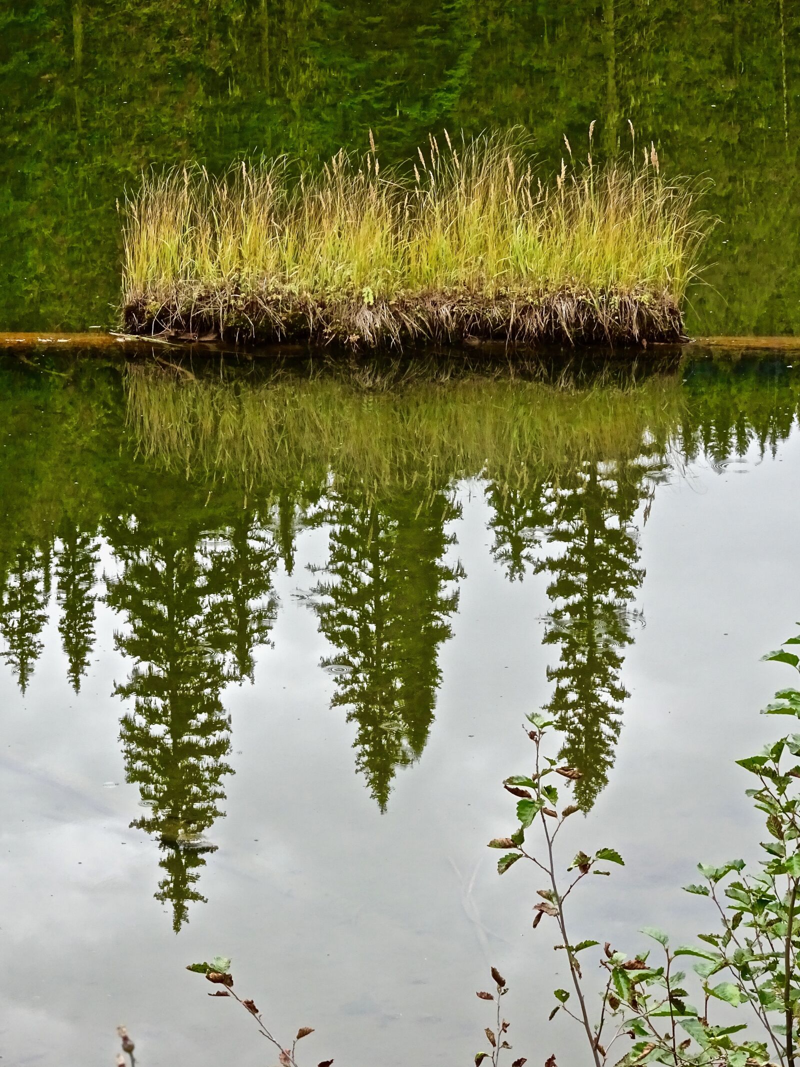 Sony Cyber-shot DSC-HX90V sample photo. Grass, clumps, reflection photography