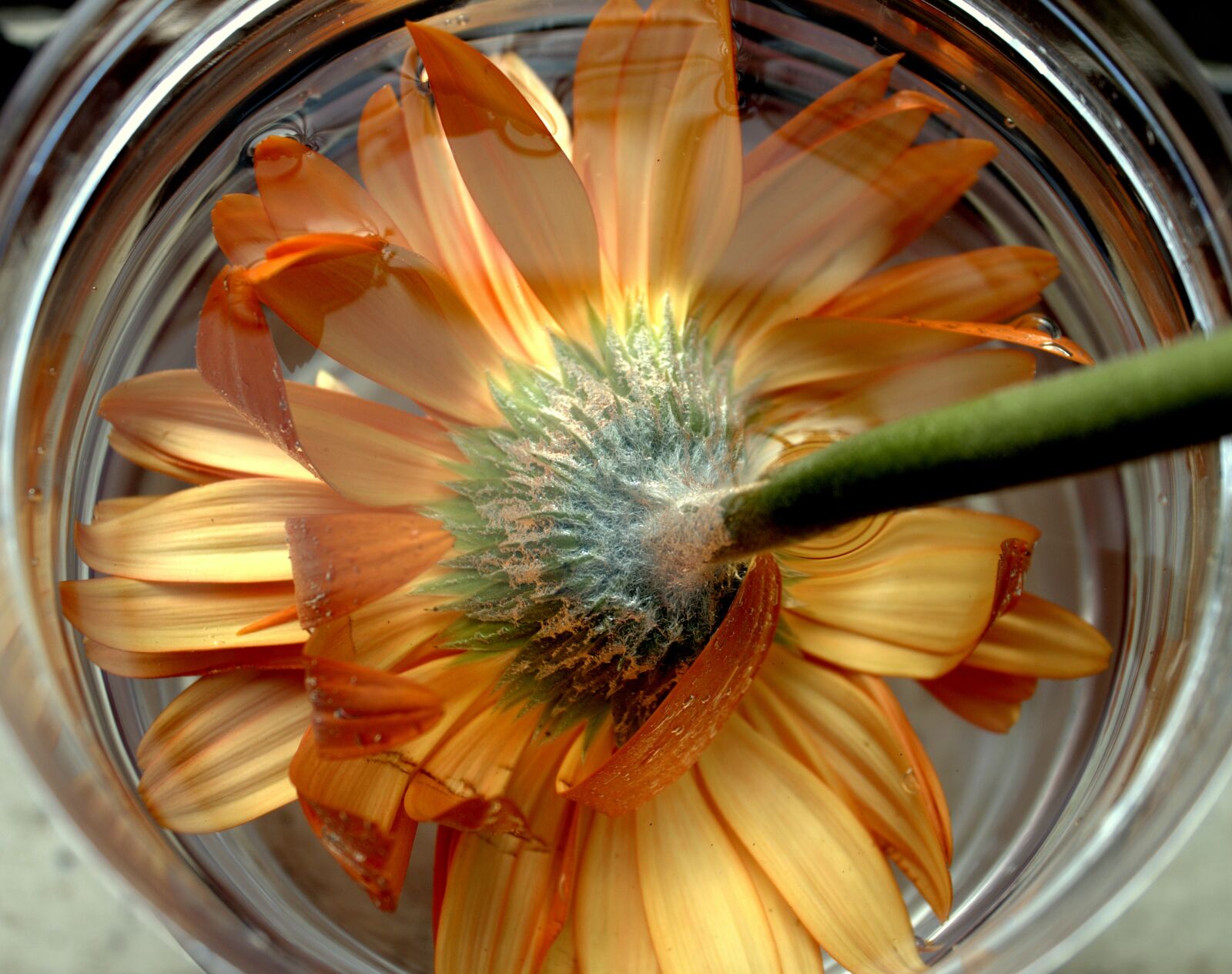 Canon EOS 1200D (EOS Rebel T5 / EOS Kiss X70 / EOS Hi) sample photo. Gerbera, orange flower, flowers photography