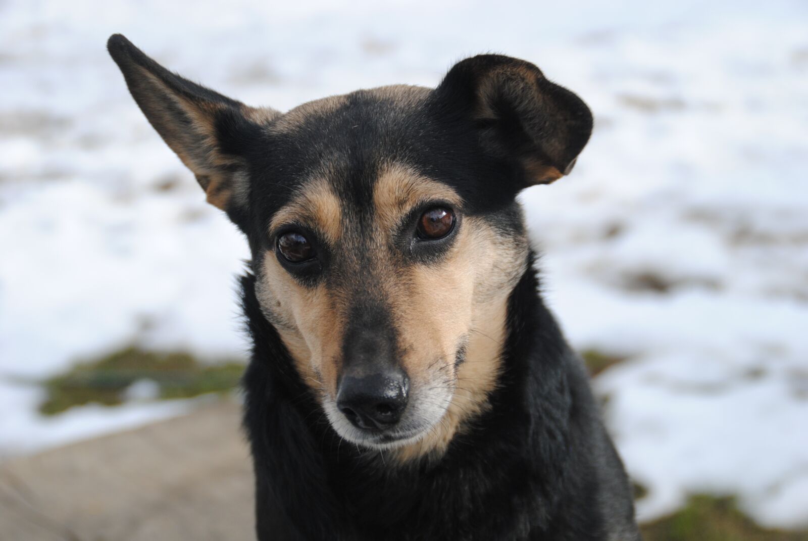 Nikon D3000 sample photo. Dog, spring, cute photography