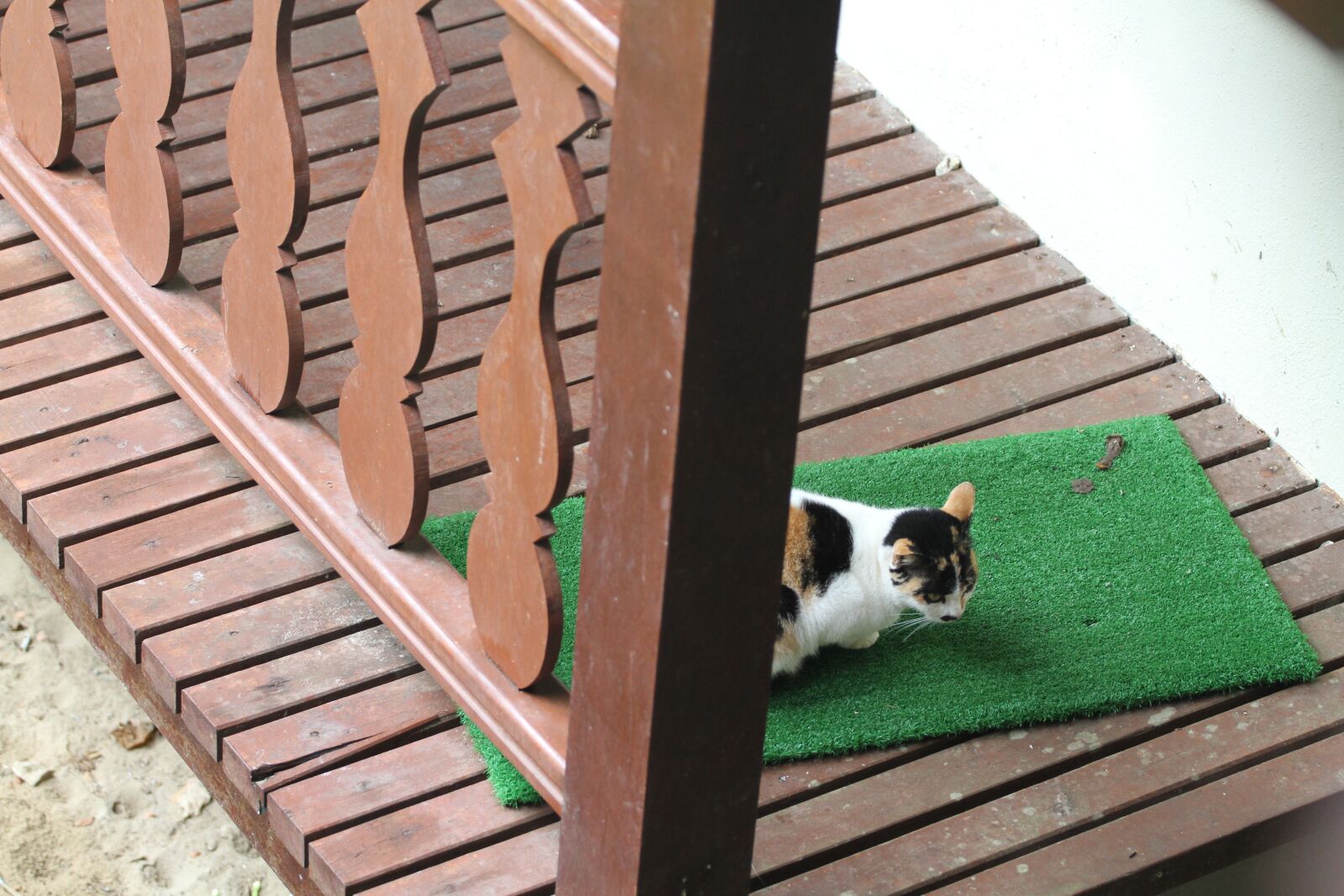 Canon EOS 7D sample photo. Cat, railing, plank photography