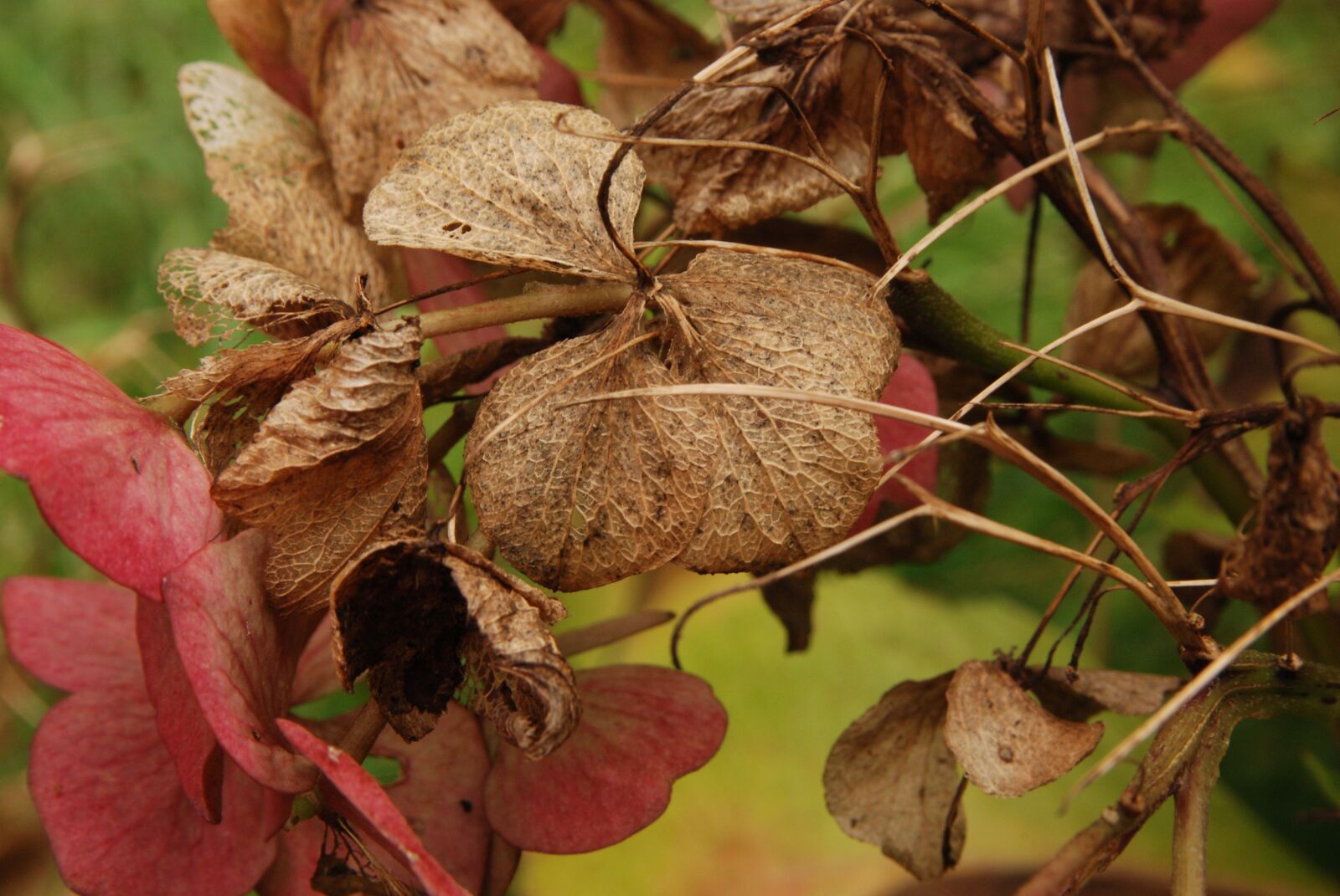 Nikon D80 sample photo. Hydrangea, autumn, grain photography