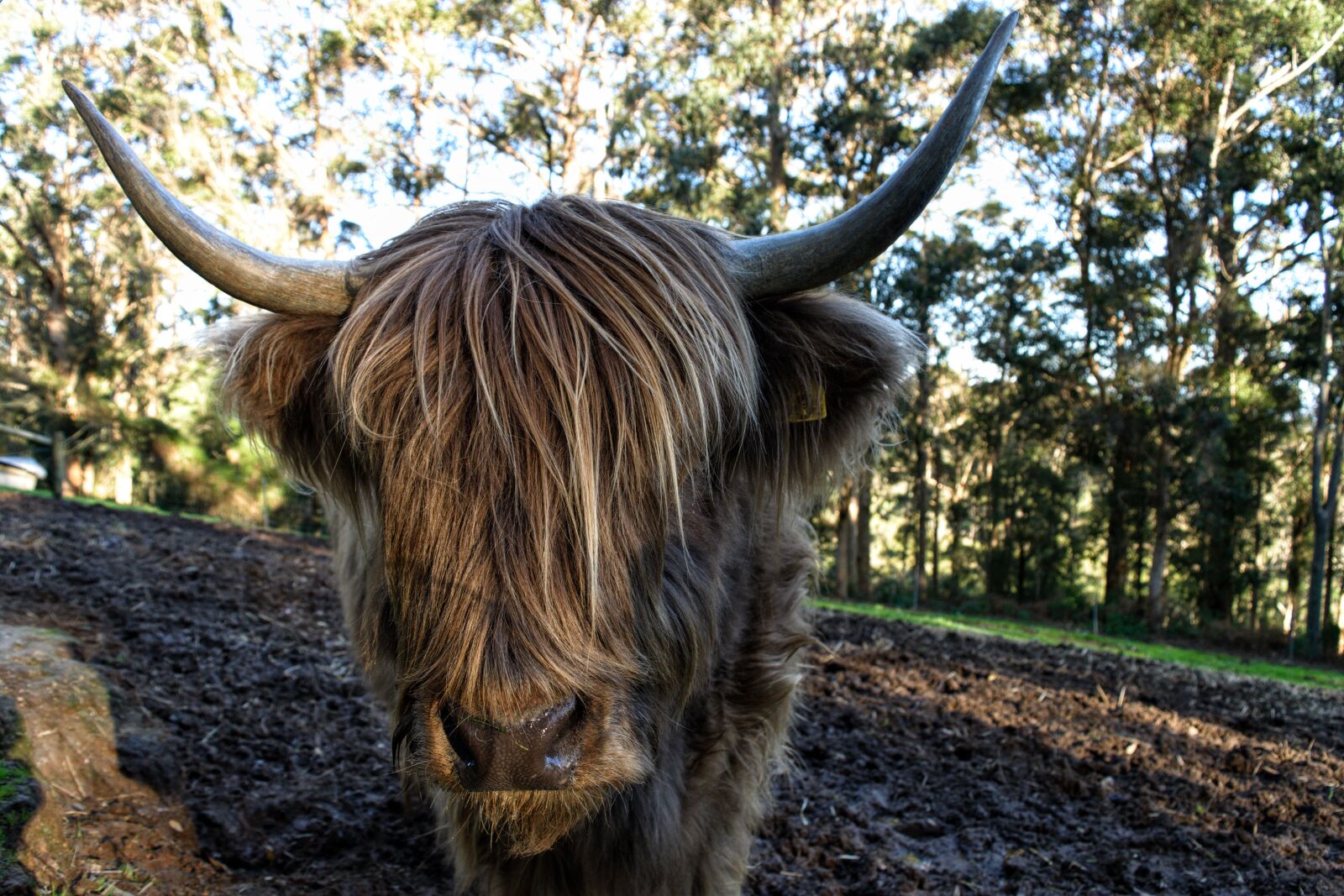 Nikon D3300 sample photo. Cattle, cow, shaggy photography
