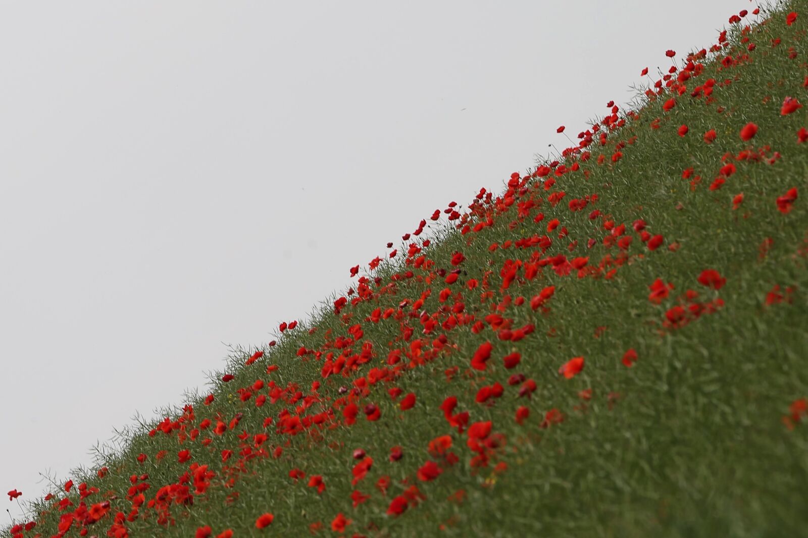 Canon EF 70-300 F4-5.6 IS II USM sample photo. Red poppies, rapeseed field photography