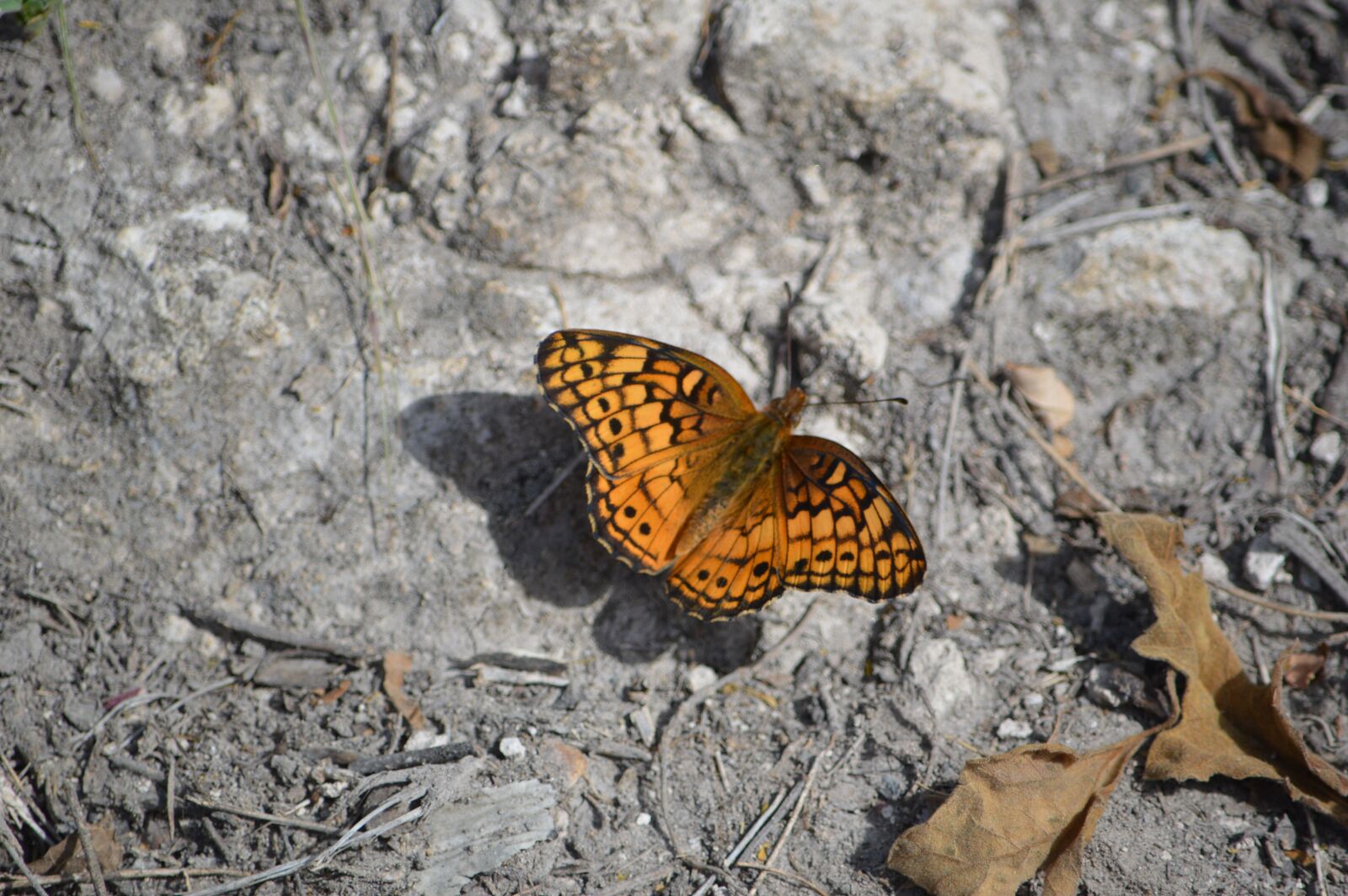 Nikon D3200 sample photo. Nature, autumn, orange photography