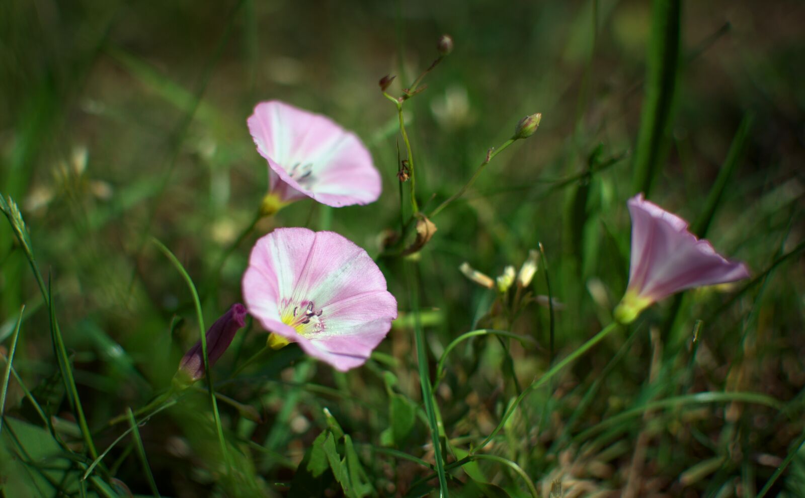 Nikon D7000 sample photo. Bindweed, flowers, meadow photography