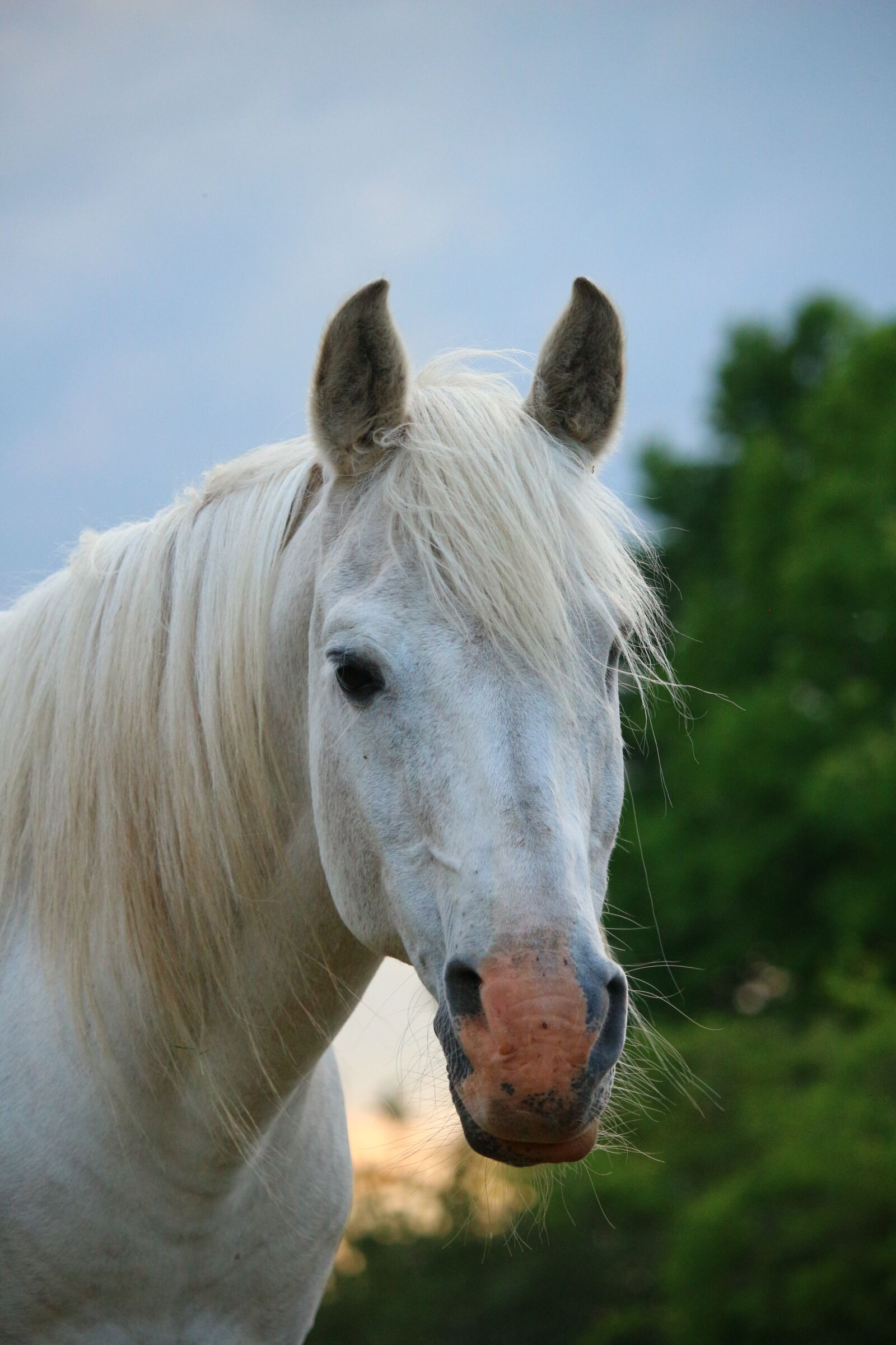 Canon EOS 100D (EOS Rebel SL1 / EOS Kiss X7) sample photo. Horse, stallion, mold photography