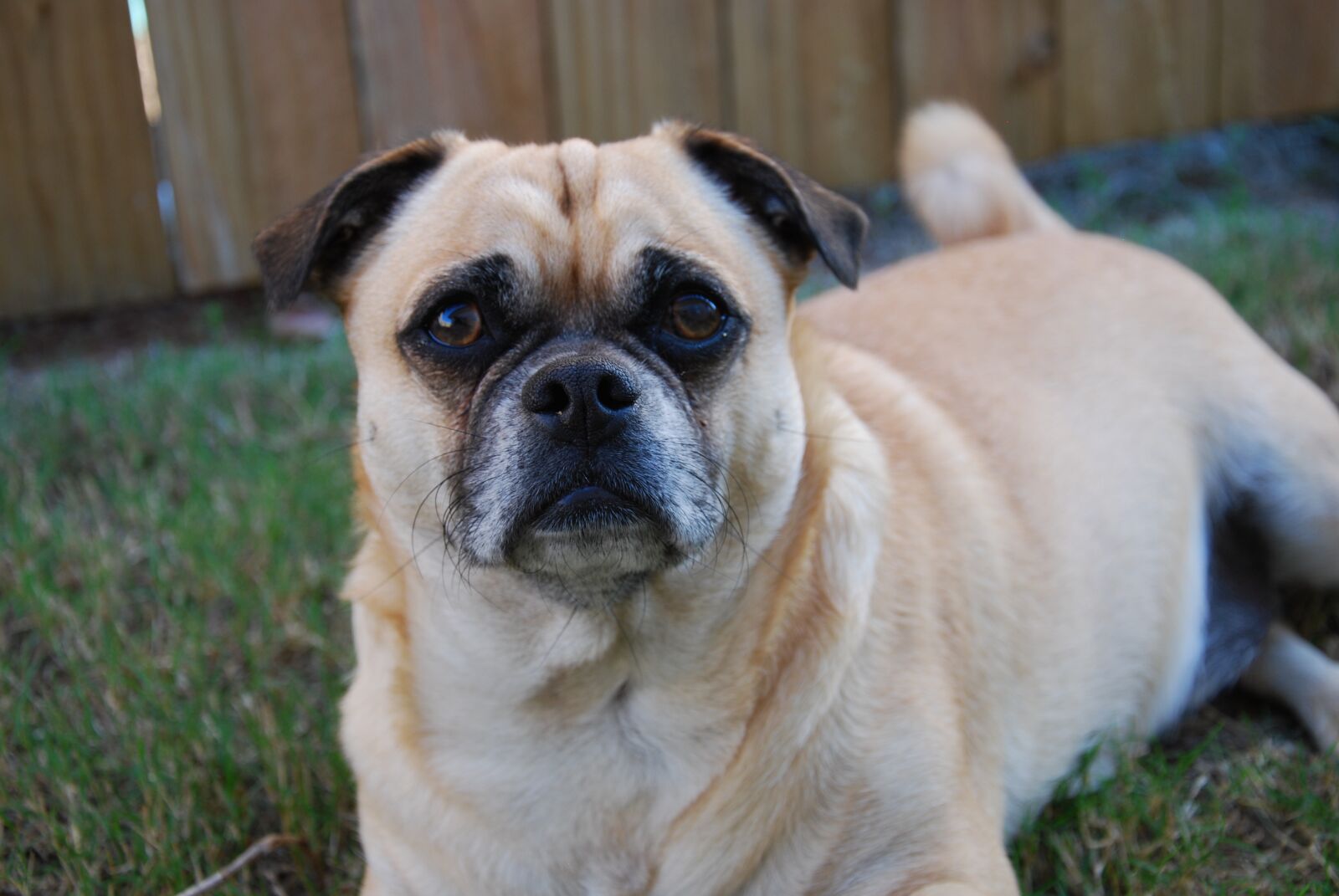 Nikon D60 sample photo. Dog, canine, mammal photography