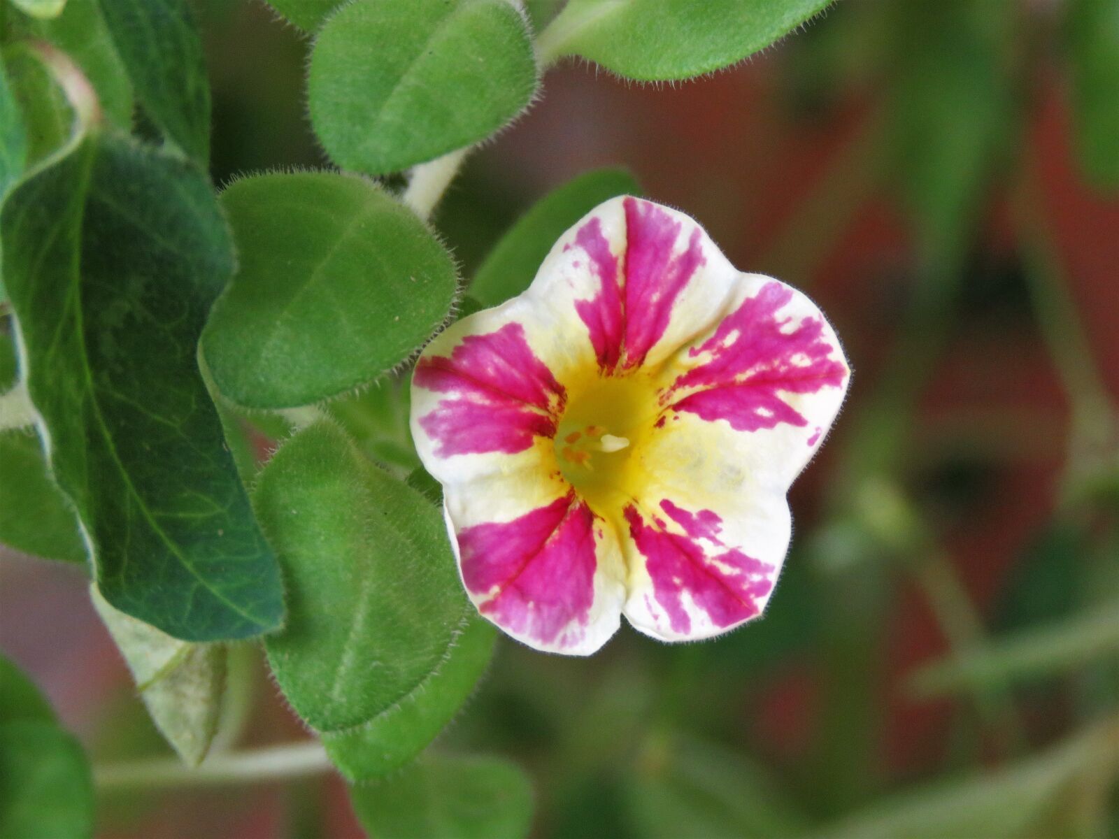 Canon PowerShot SX60 HS sample photo. Flower, pink and white photography