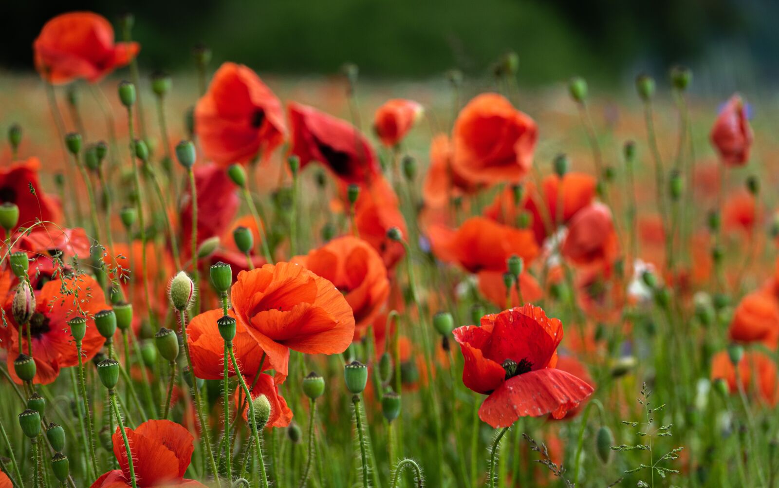 Sony Cyber-shot DSC-RX10 III sample photo. Poppy, field of poppies photography