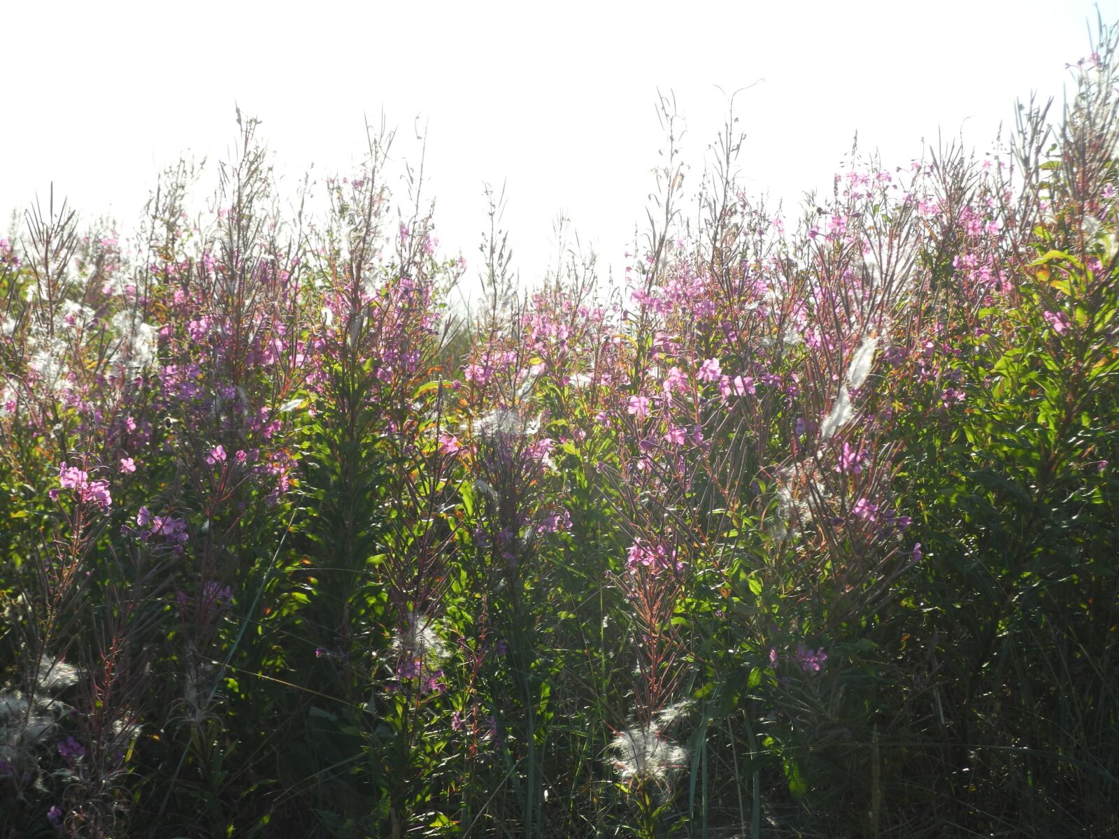 Nikon Coolpix P7100 sample photo. Flowers, pink, nature photography