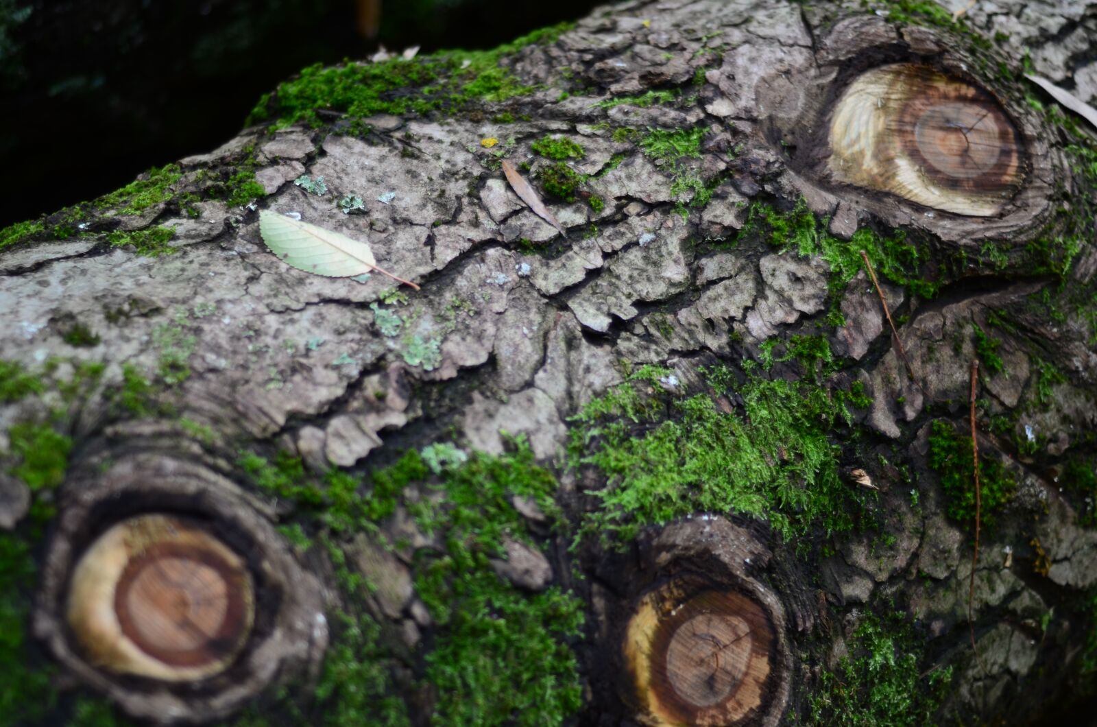 Nikon D7000 sample photo. Log, cut down, moss photography
