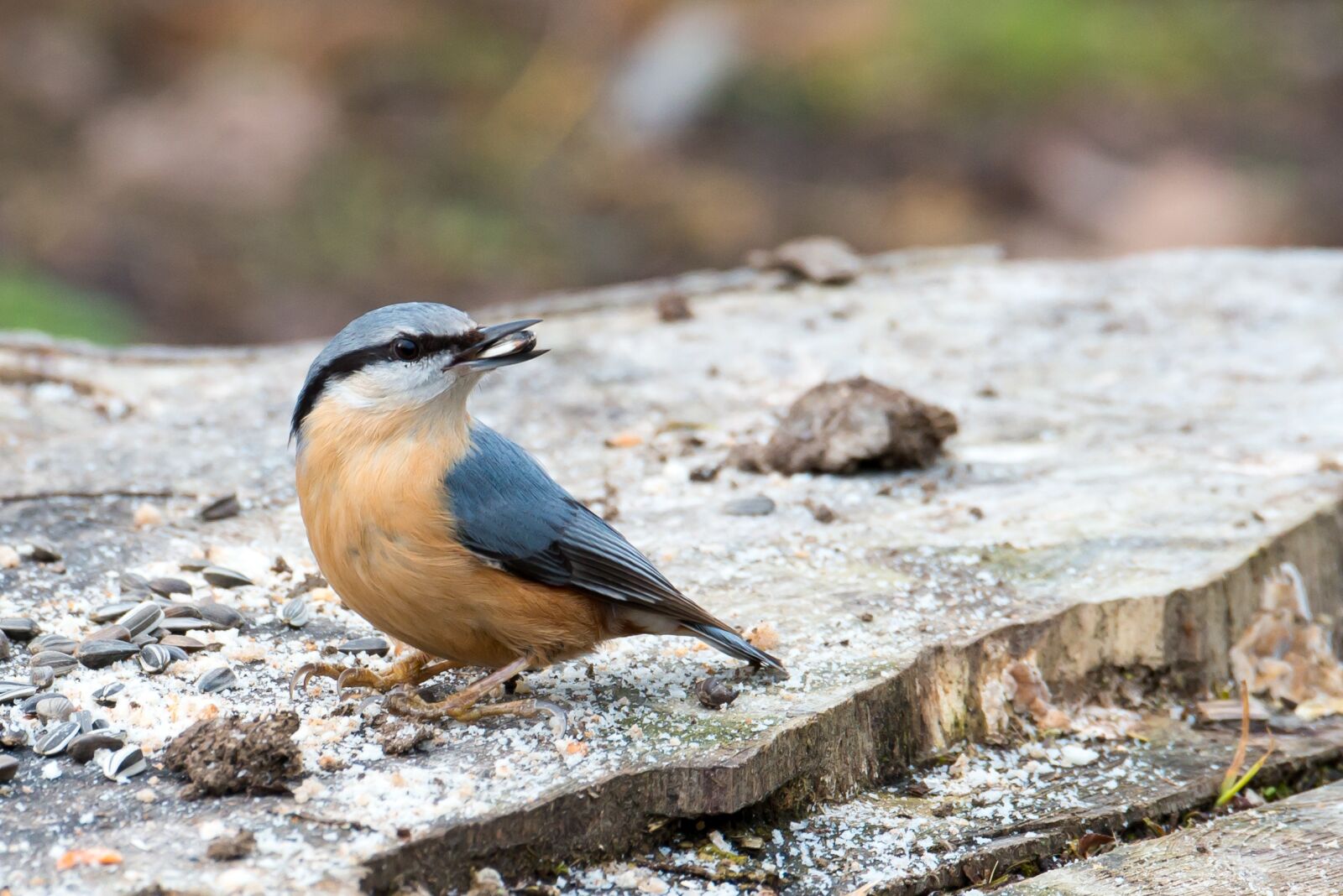 Nikon D800 sample photo. Kleiber, sitta europaea, bird photography