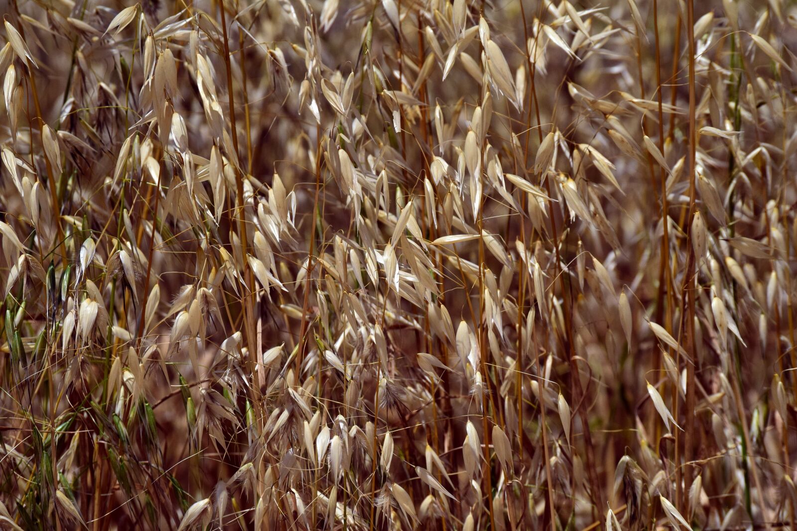 Nikon D3300 sample photo. Grass, dry, wild photography