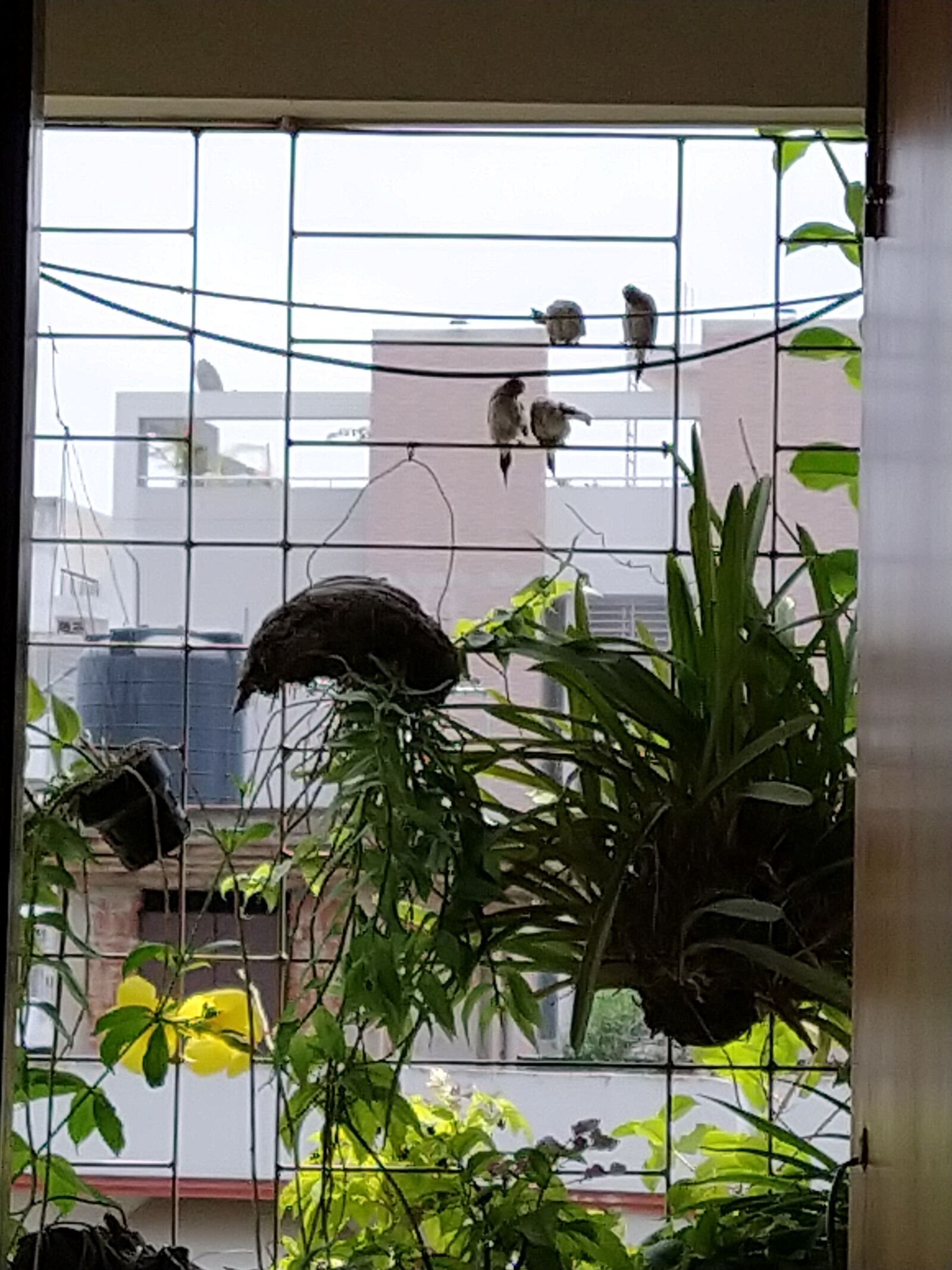 Xiaomi Mi A3 sample photo. Birds at balcony, love photography