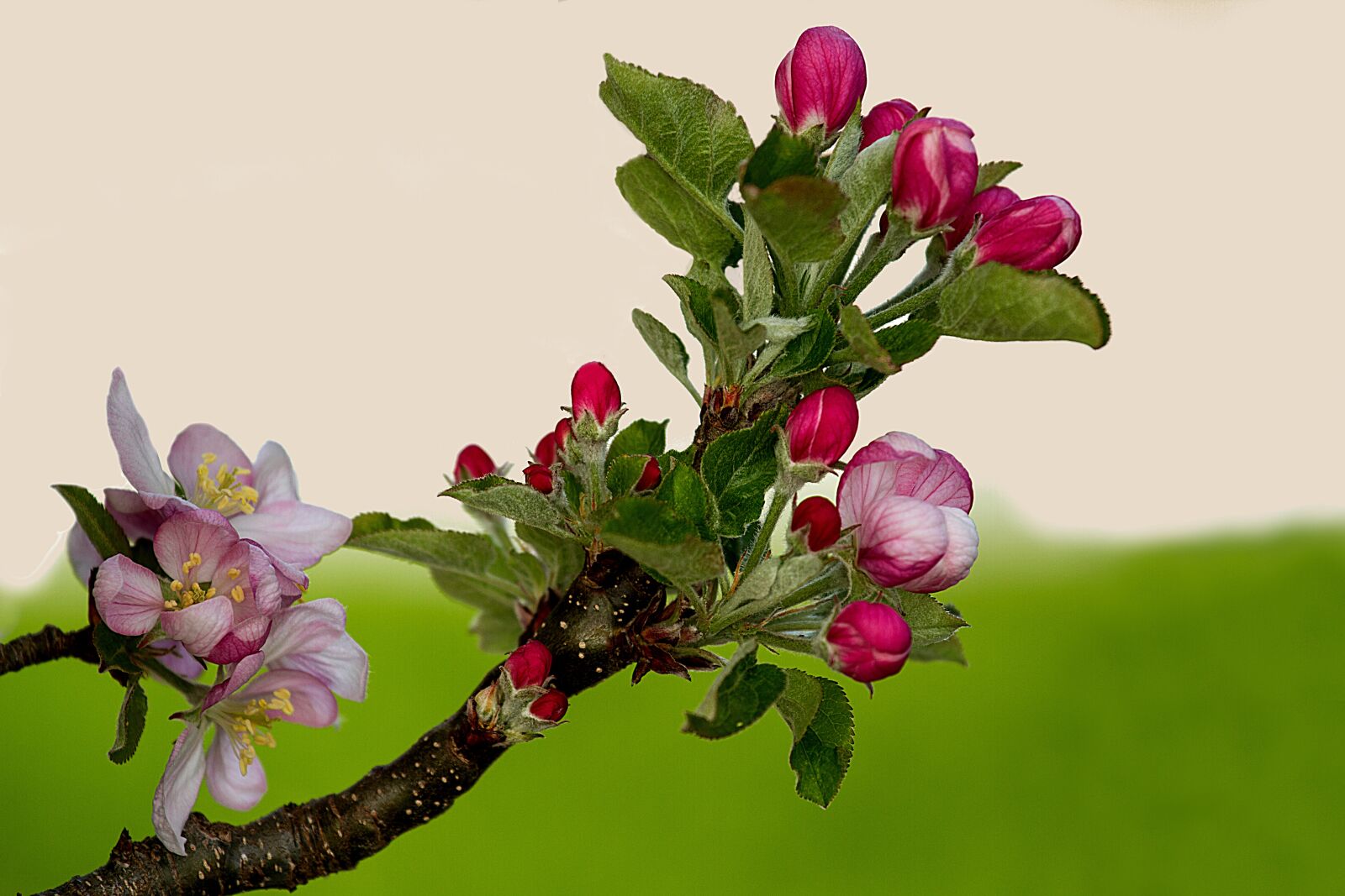 Canon EOS 7D sample photo. Apple blossom, apple tree photography