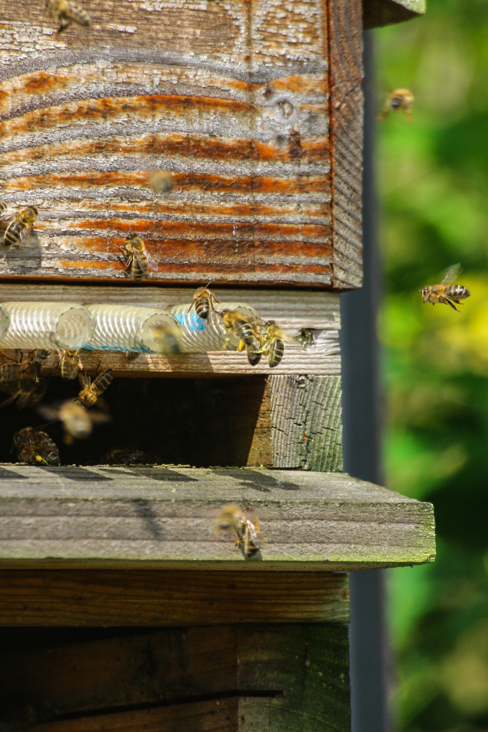 Canon EOS 70D sample photo. Bees, foragers, essain photography
