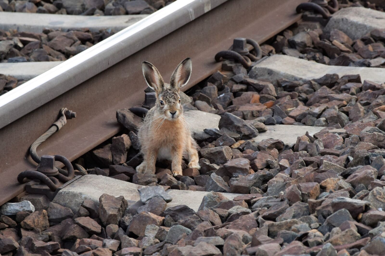 Nikon D3300 sample photo. Young wild rabbit, near photography