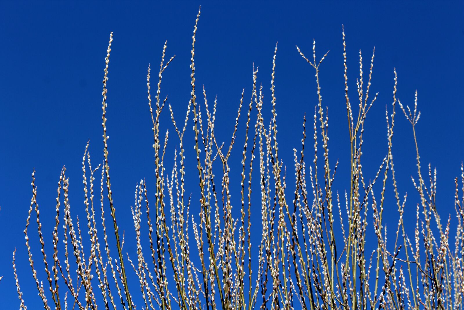 Canon EOS 1200D (EOS Rebel T5 / EOS Kiss X70 / EOS Hi) sample photo. Willow, willow twigs, spring photography