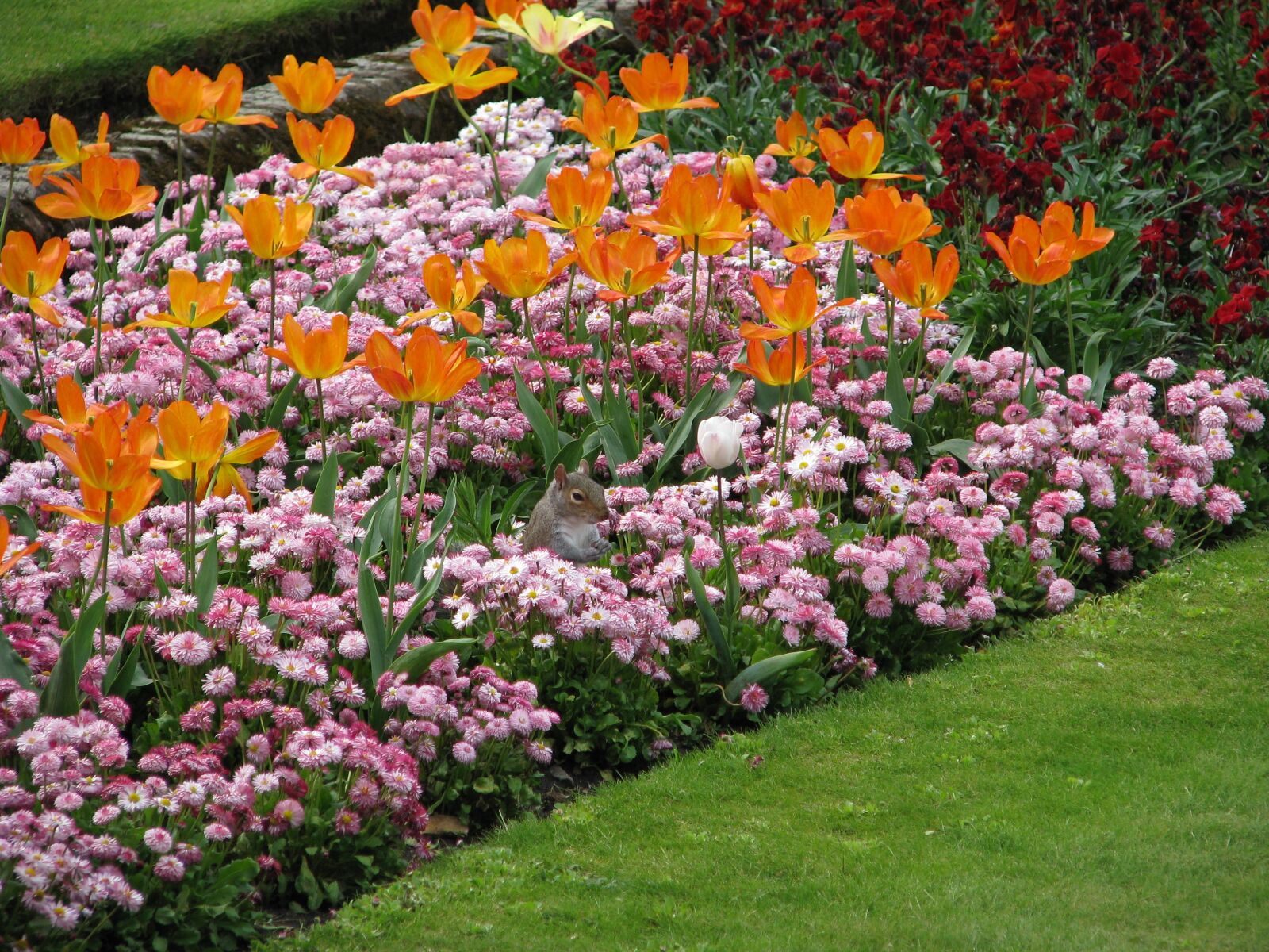 Canon POWERSHOT S5 IS sample photo. Flower, tulip, flowerbed photography