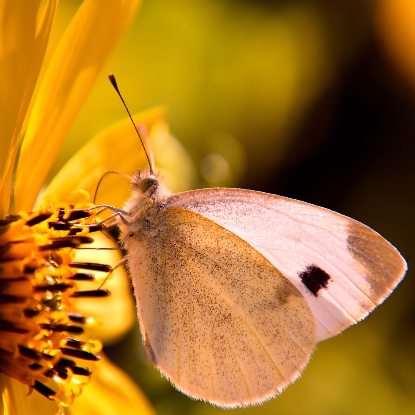 Nikon D5500 sample photo. Blossom, bloom, butterfly photography