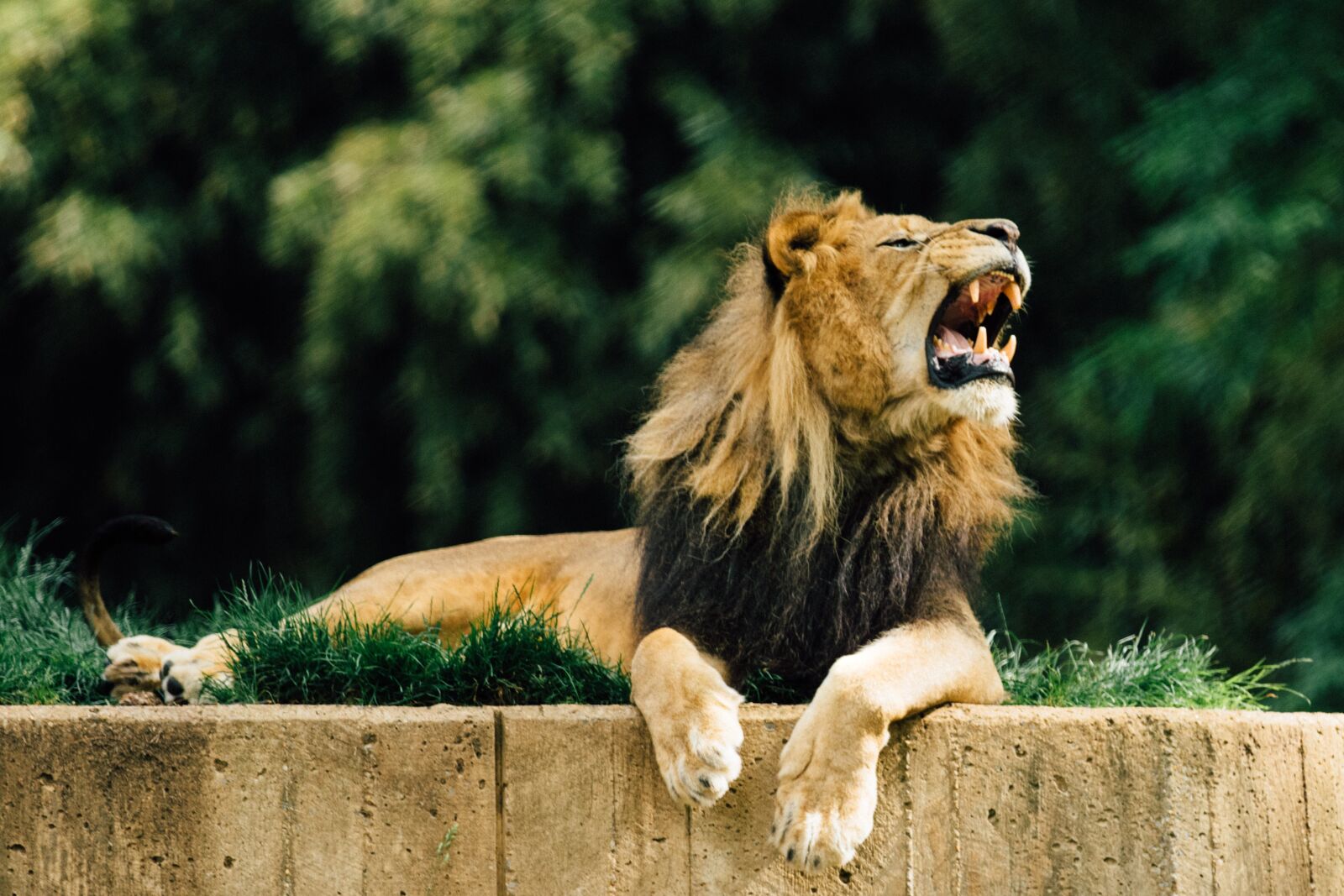 Canon EOS 7D Mark II sample photo. Lion, zoo, animal photography