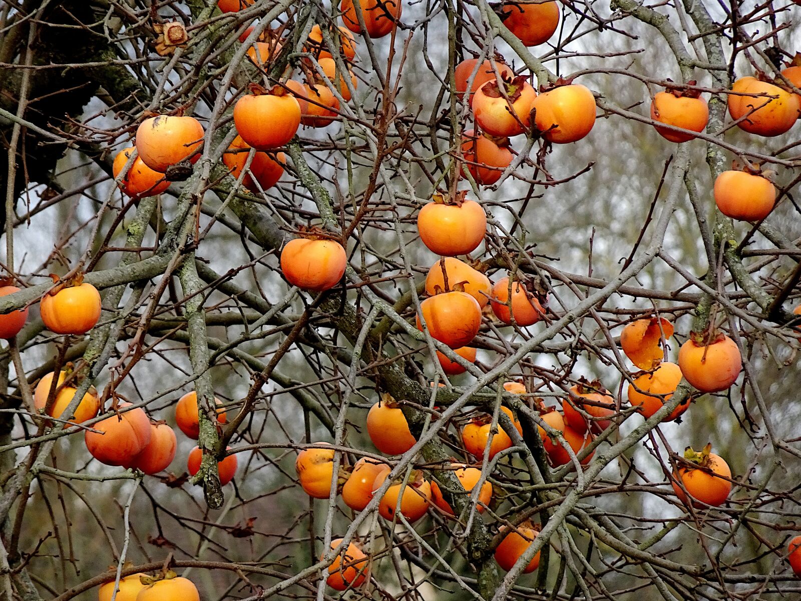 Sony Cyber-shot DSC-HX90V sample photo. Fruit, khaki, persimmon photography