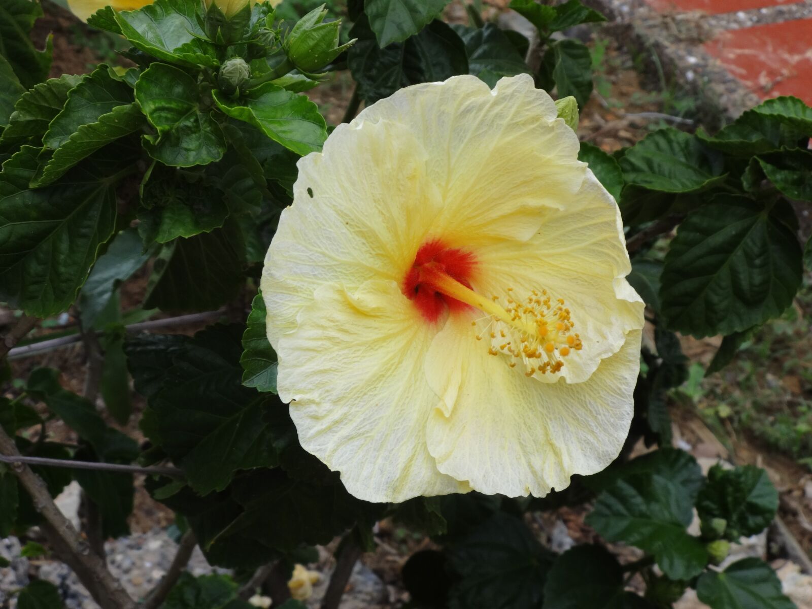 Sony Cyber-shot DSC-WX80 sample photo. Hibiscus, captured, home photography